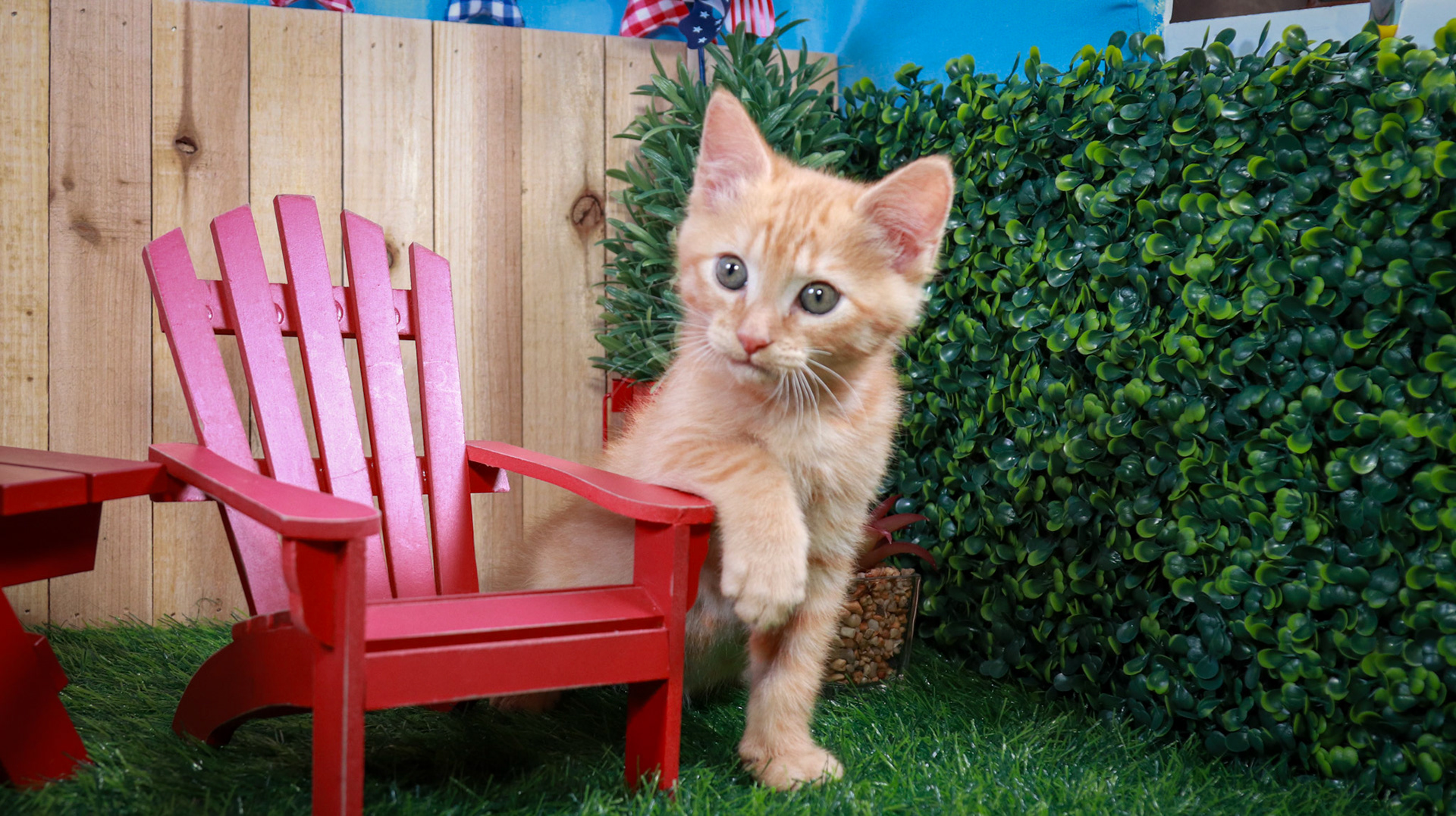 Gus Gus (M-DSH-Ginger)