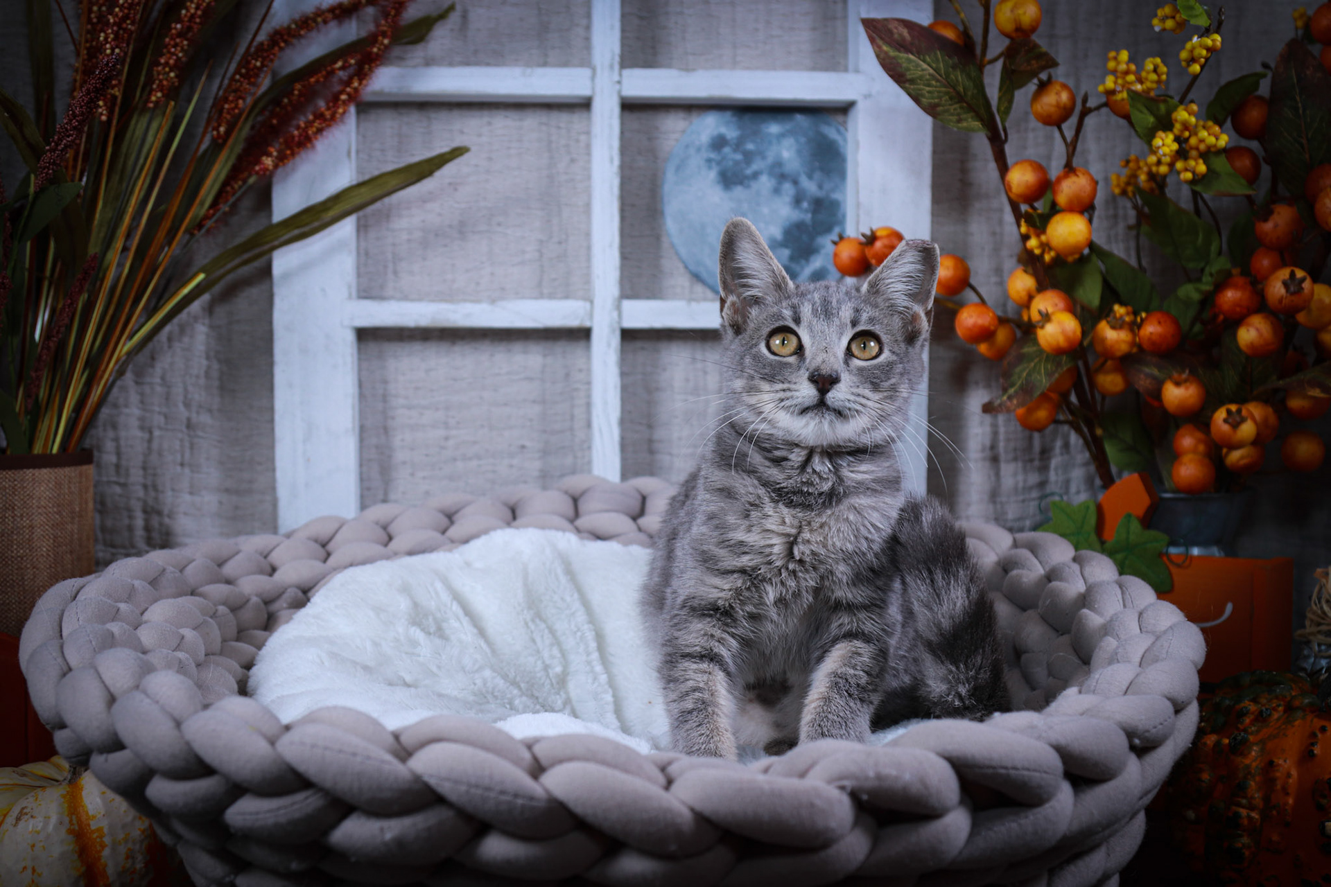 Fontana (F-DSH-Gray/Tabby)