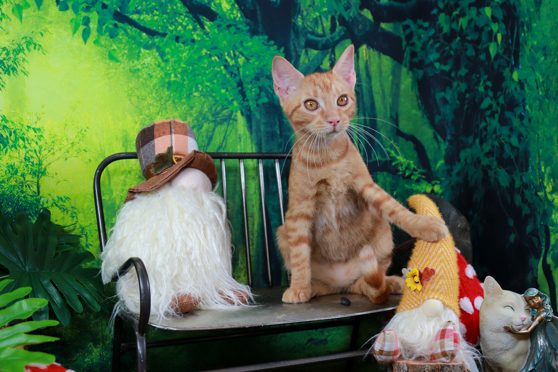 Peaches (F-DSH-Ginger/Tabby)