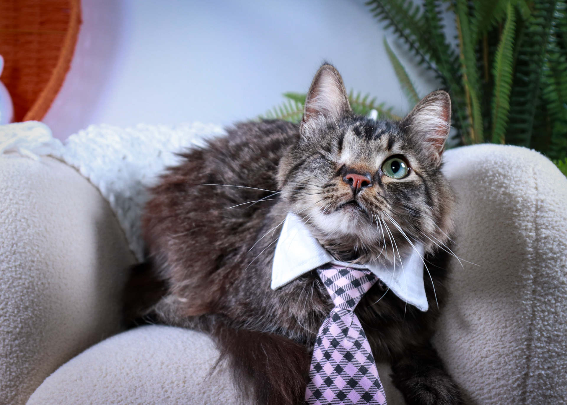 Bucky (M-DMH-Tabby)