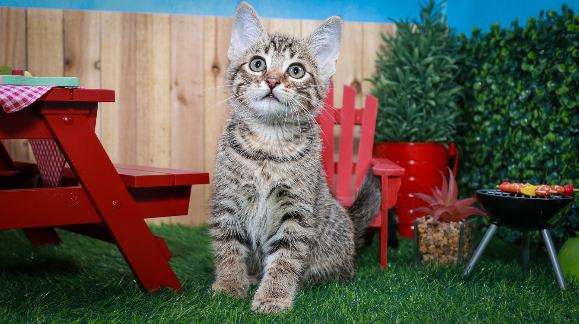 Bosky (M-DSH-Brown/Tabby)
