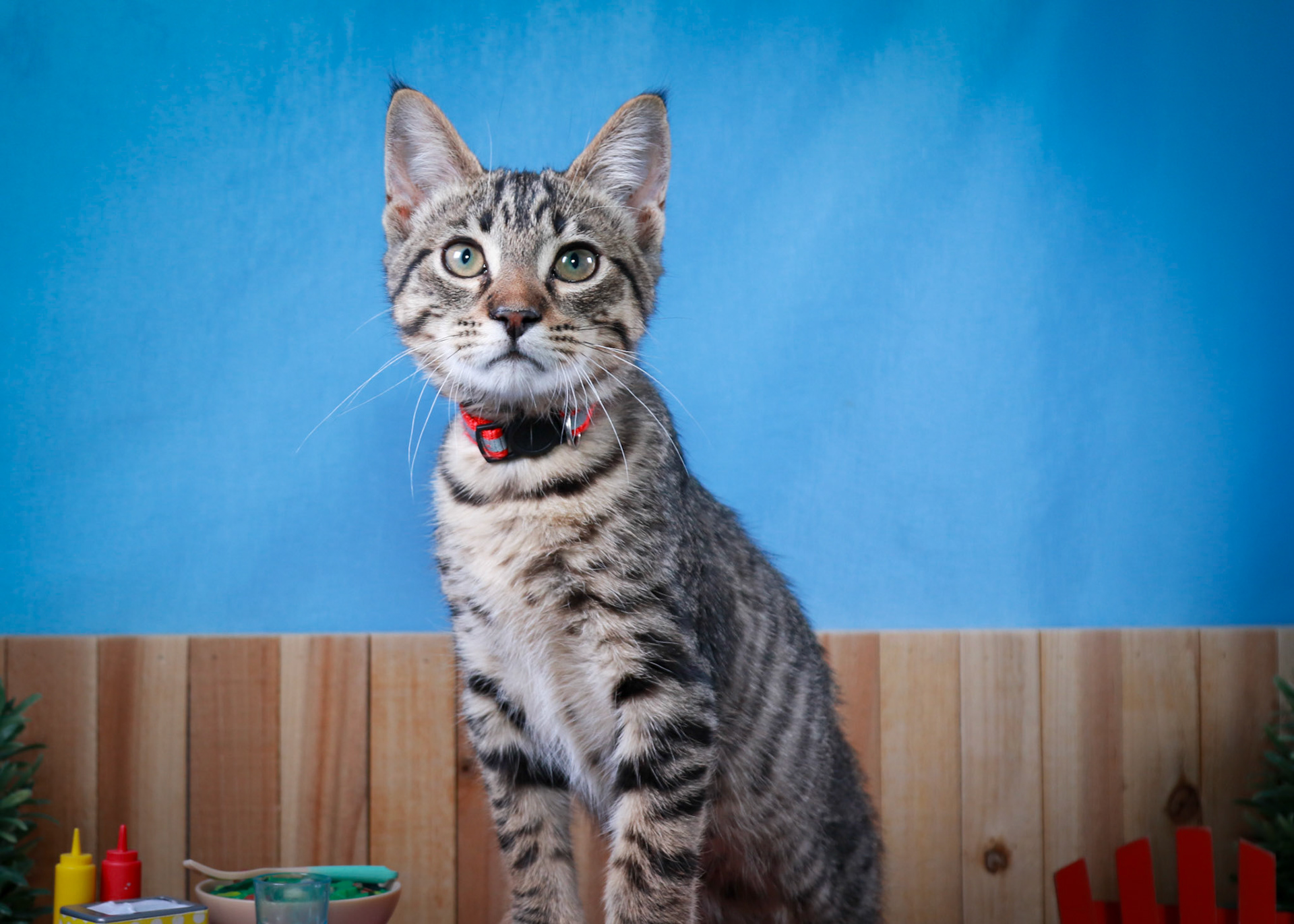Taz (M-DSH-Tabby)