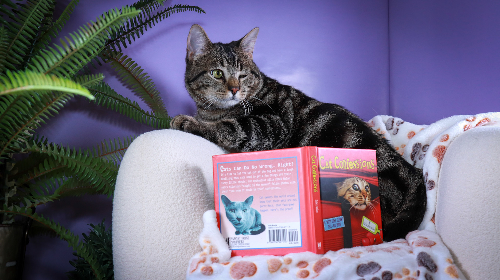 Max (M-DSH-Bullseye Tabby)