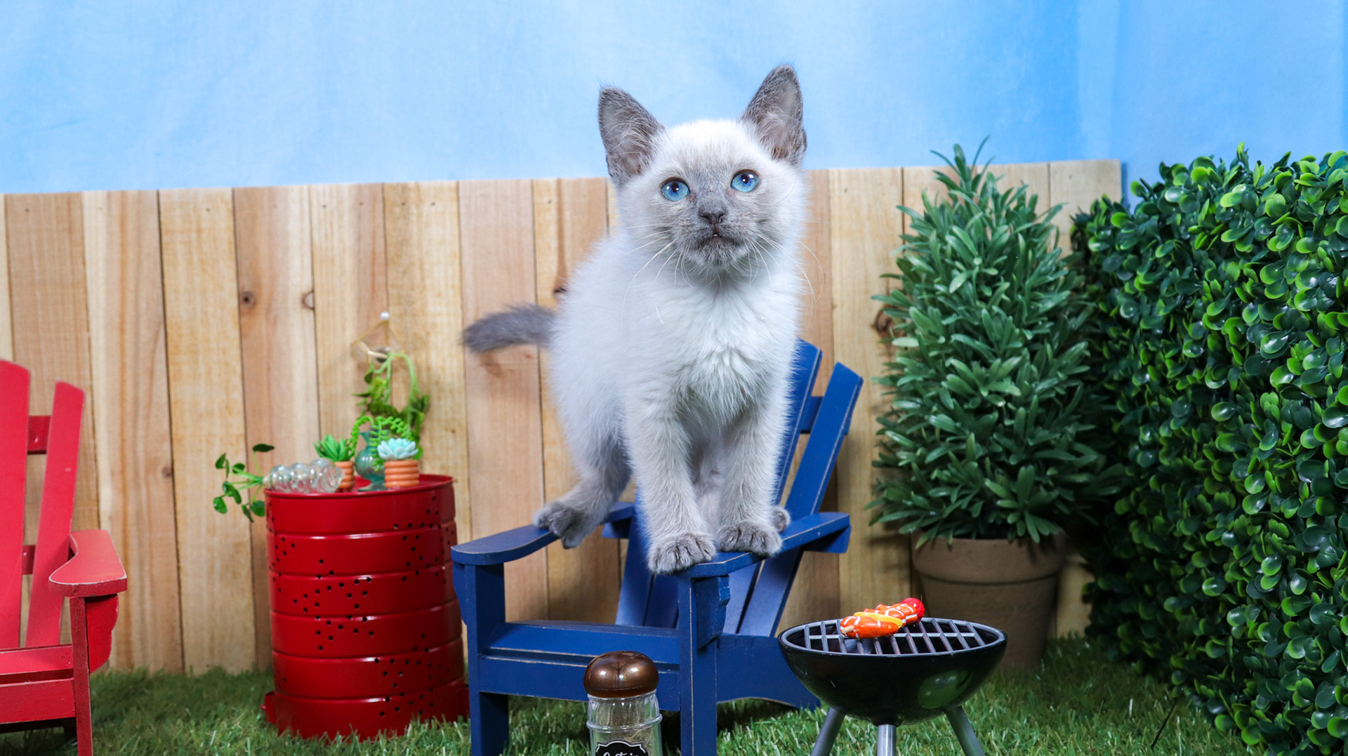 Ferb (M-DSH-Siamese)