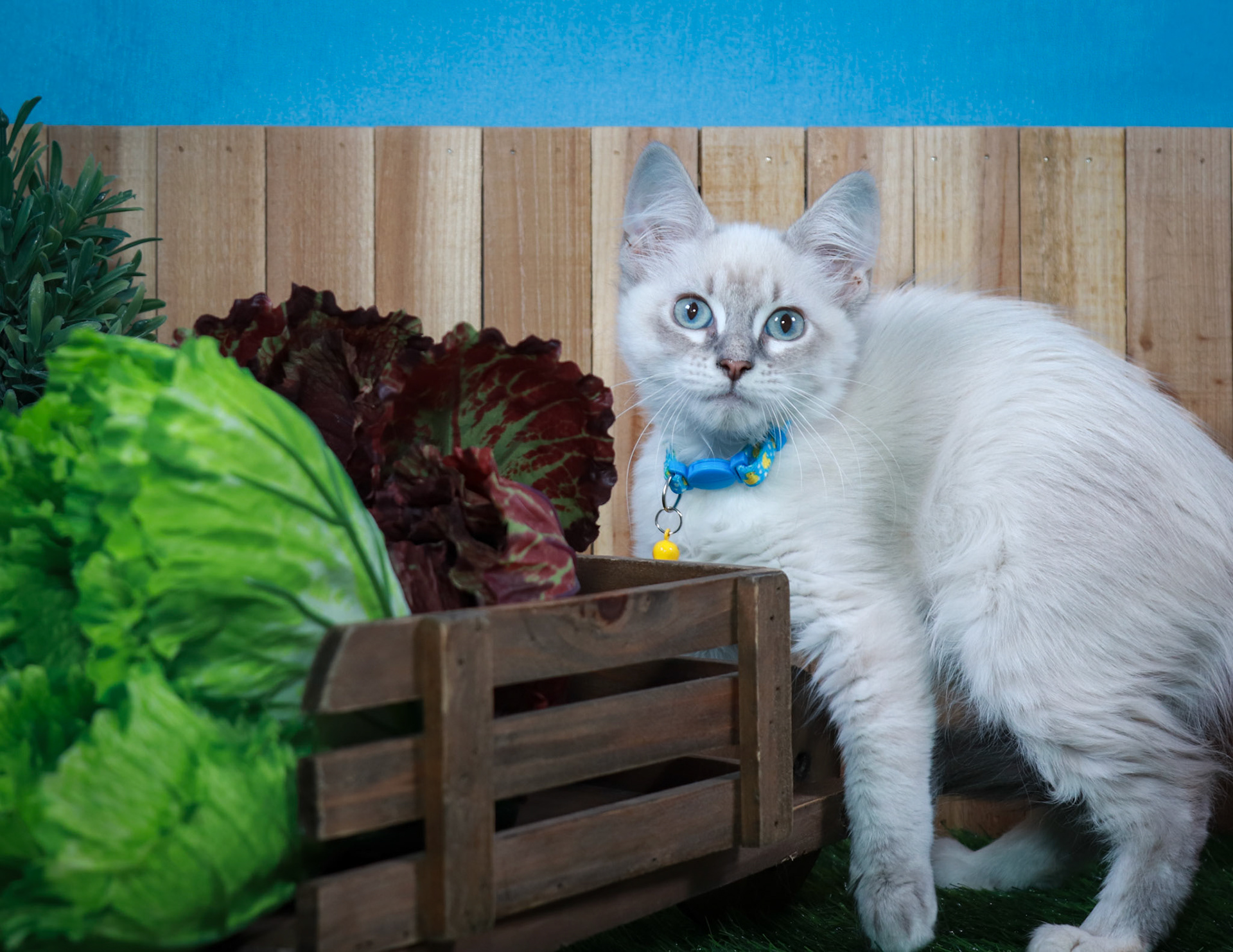 Elizabeth Taylor (F-DLH-Lynx Point Siamese)