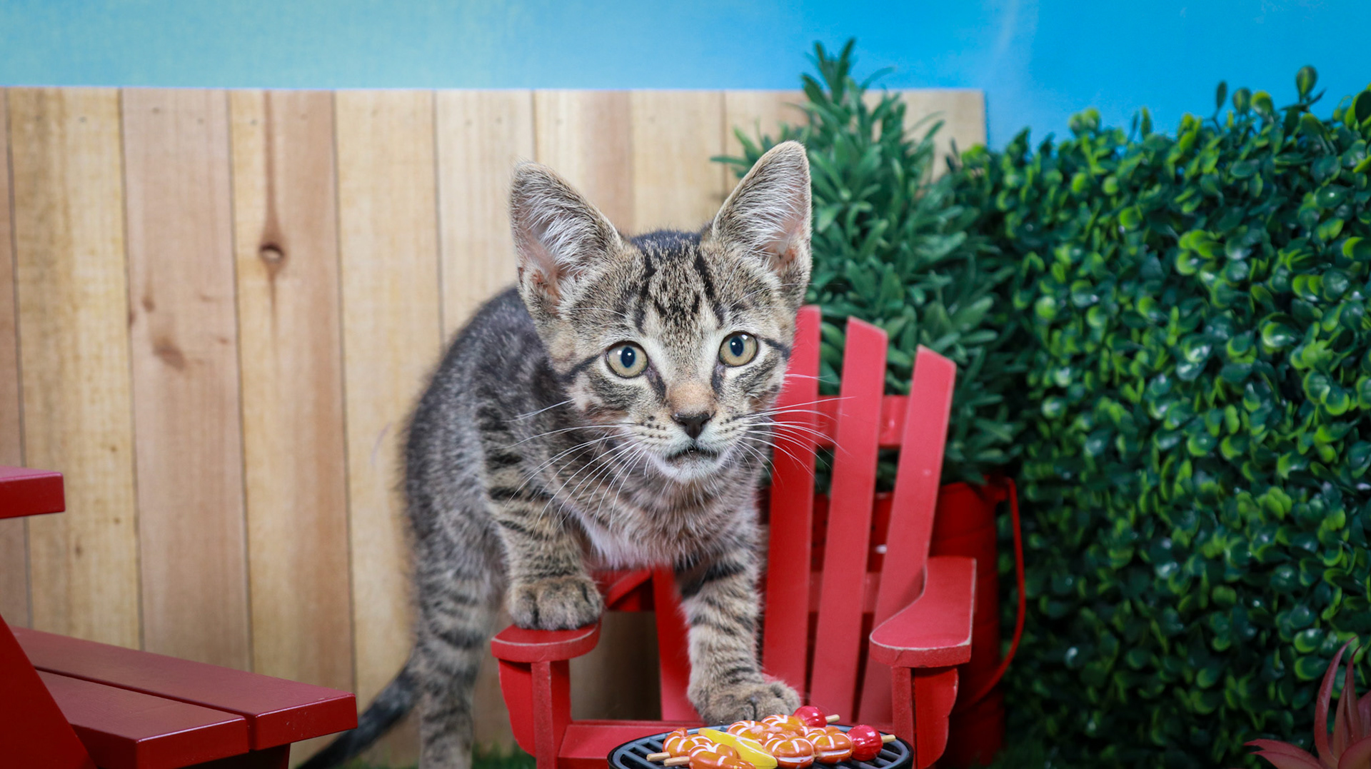 Bootstrap Bill Turner (M-DSH-Tabby)