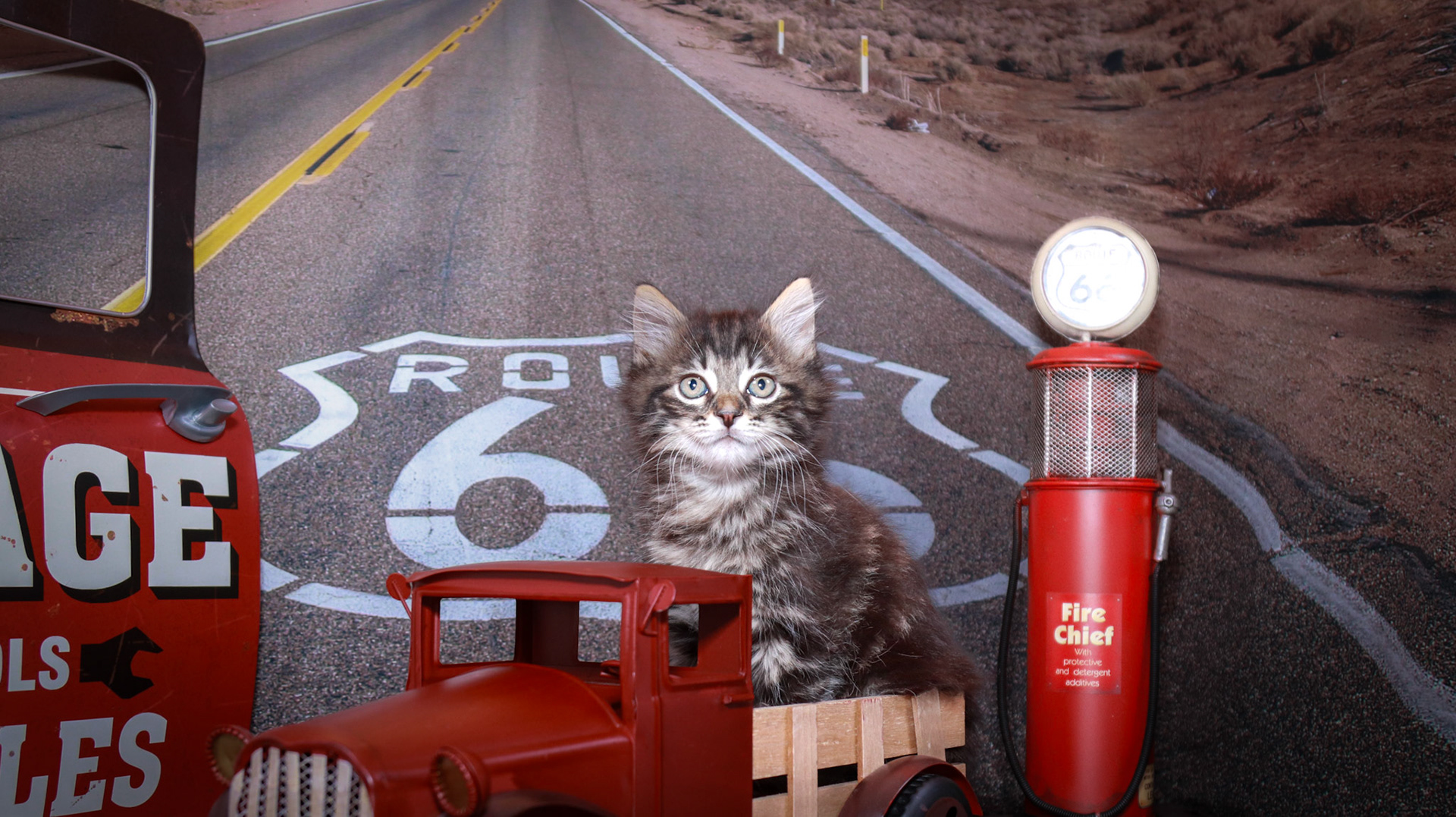 Finn (M-DLH-Brown Tabby)