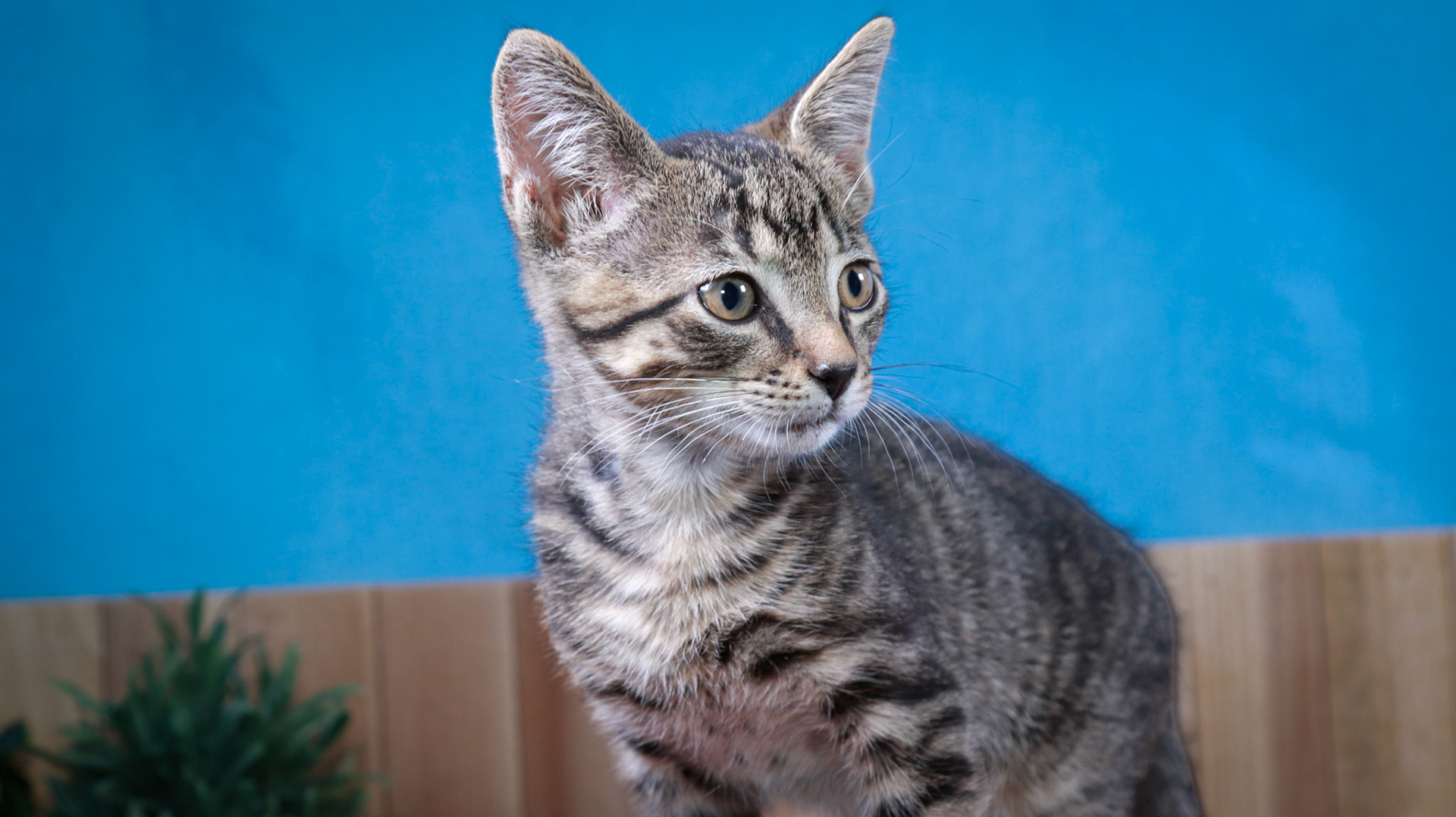 Bootstrap Bill Turner (M-DSH-Tabby)