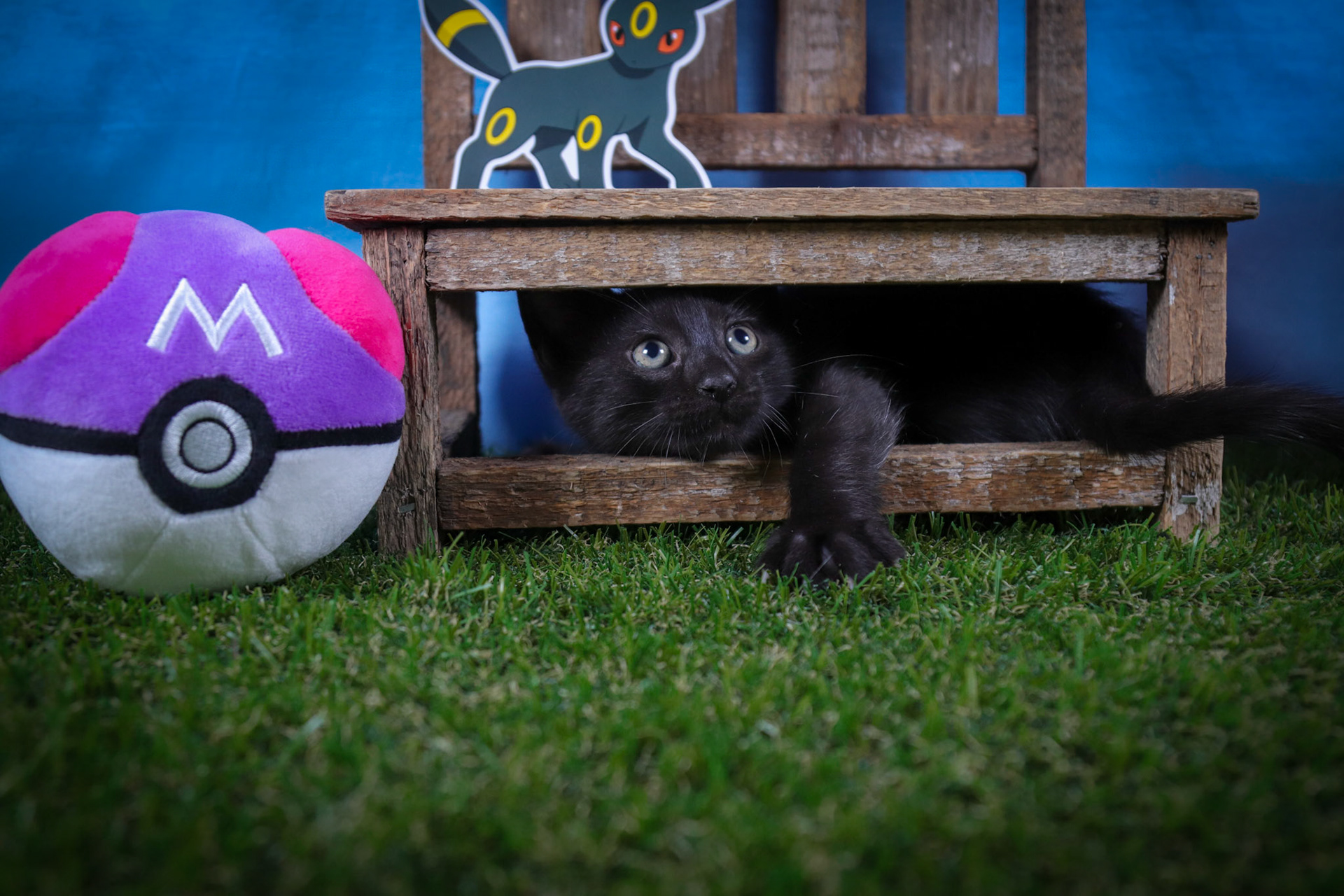 Umbreon (M-DSH-Black)