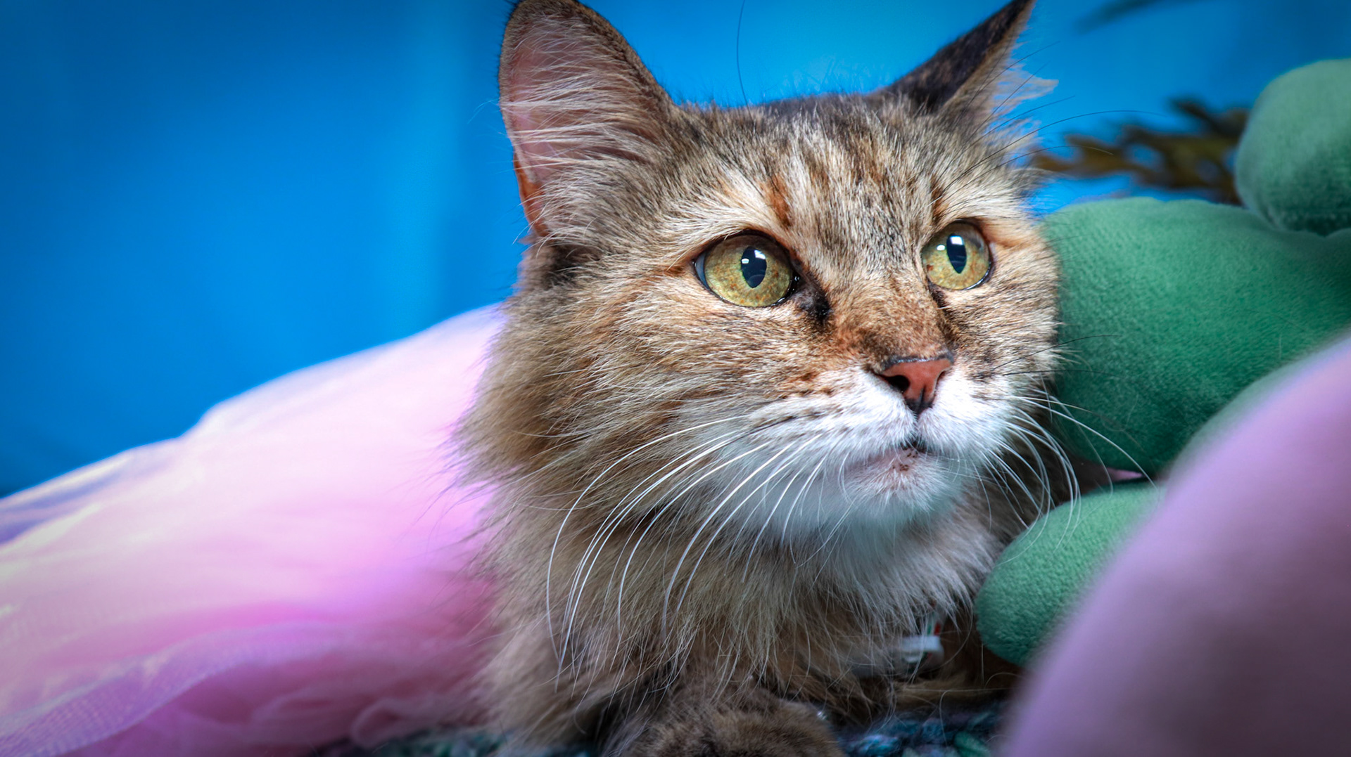 Anda (F-DLH-Brown/Tabby/Manx)