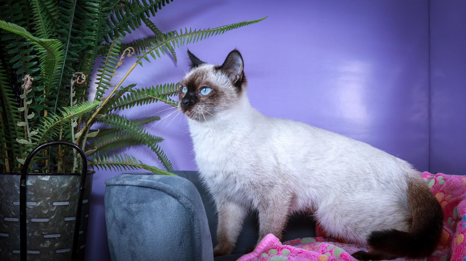 Meci (F-DSH-Seal Point Siamese)