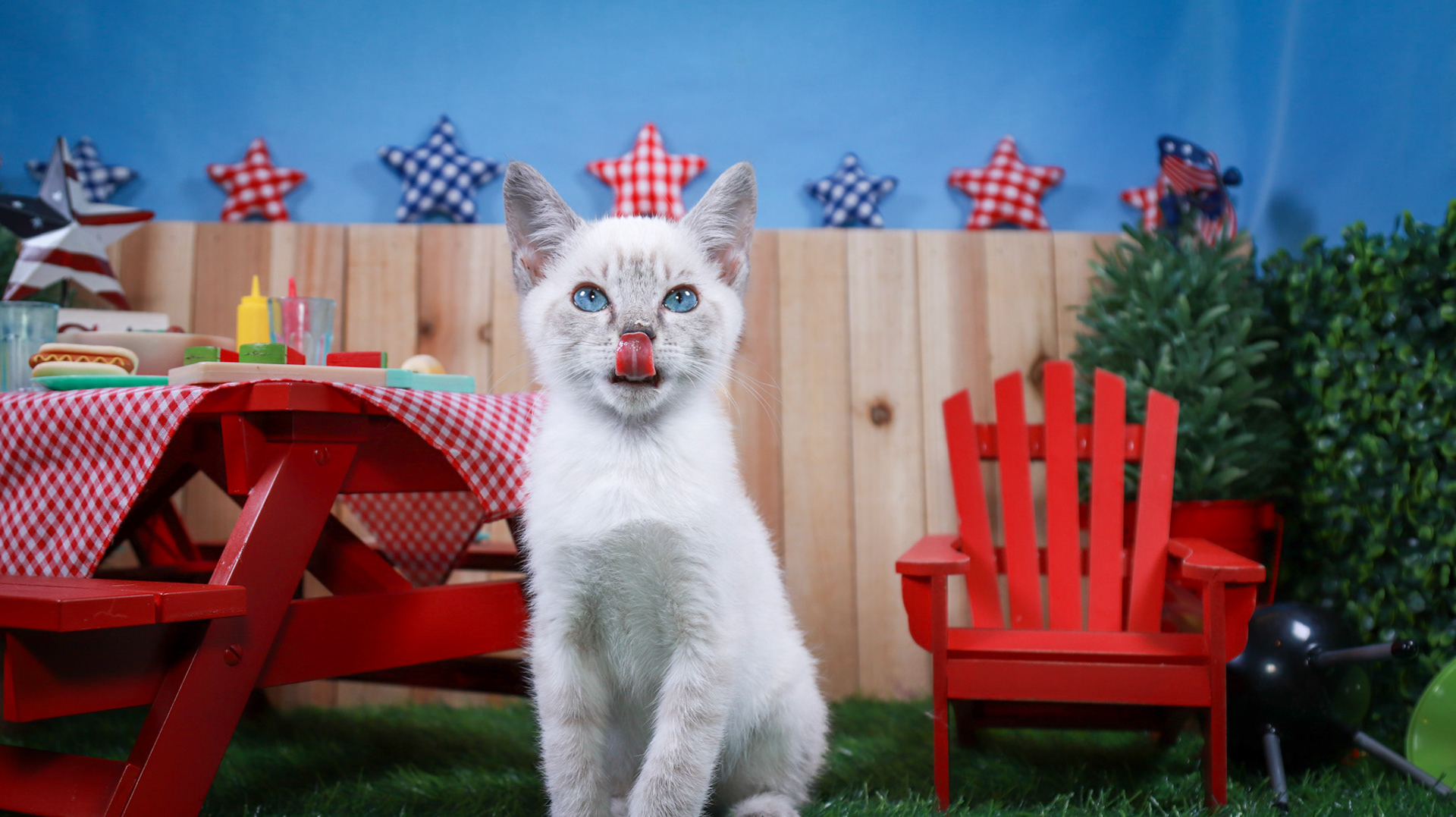 Elliot (F-DSH-Lynx Point Siamese)