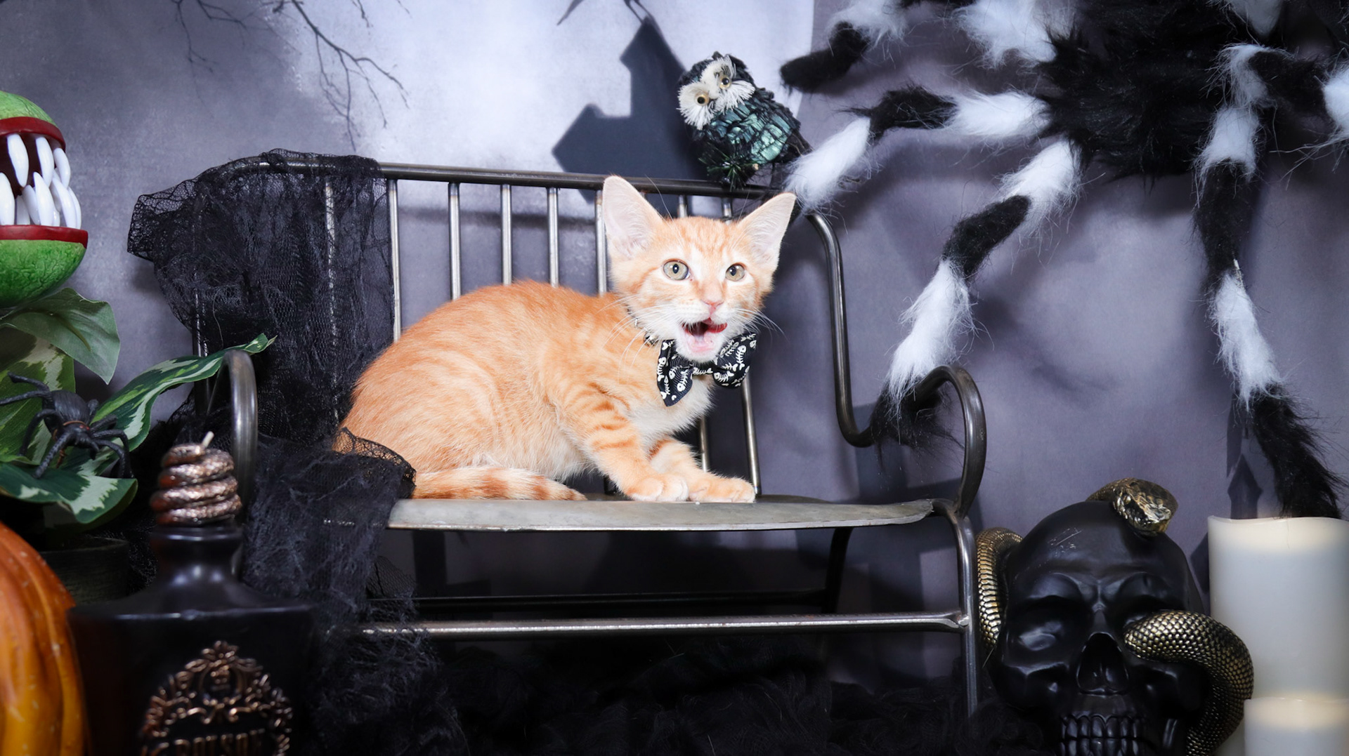 Arlo (M-DSH-Ginger)