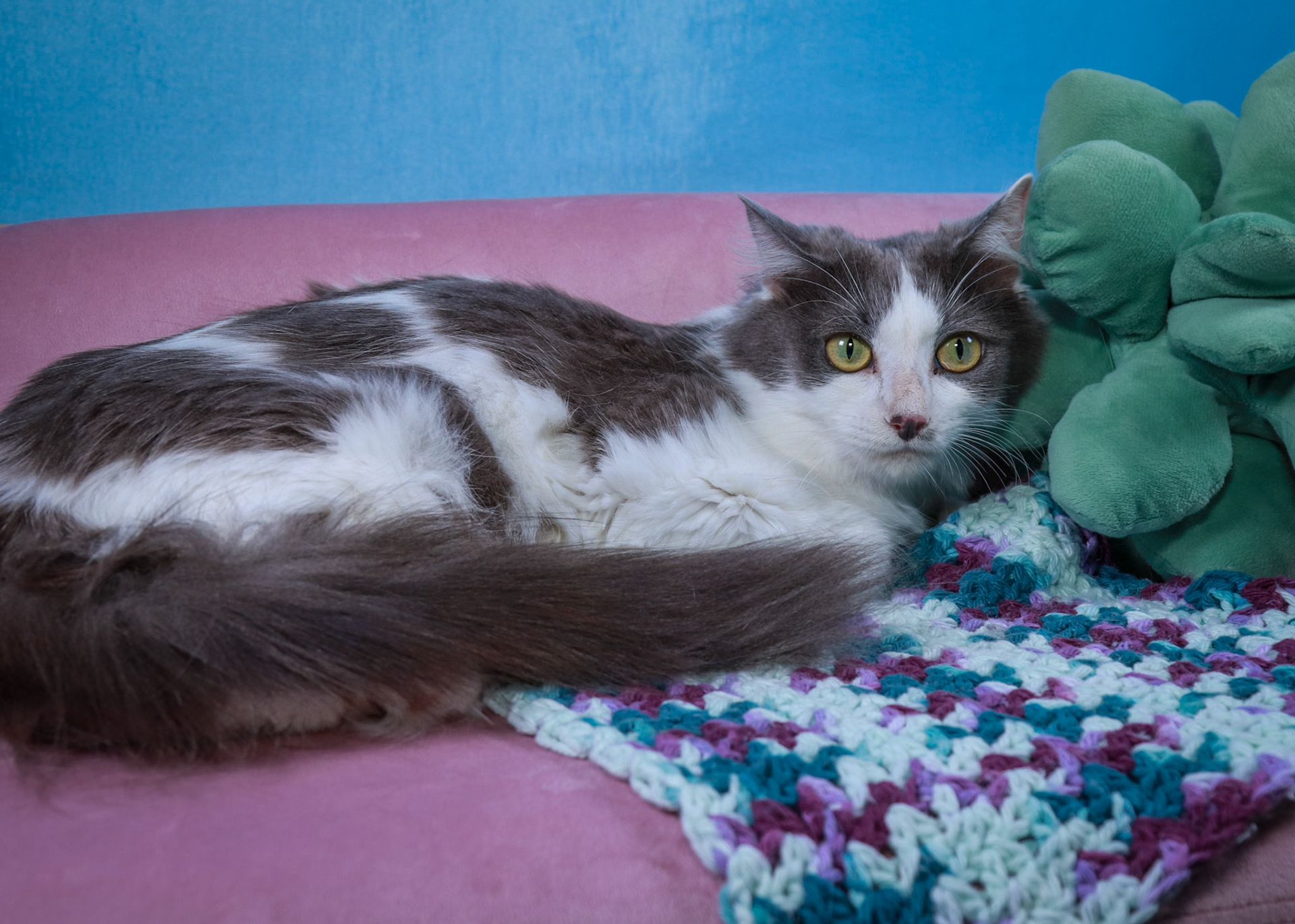 Roxy (F-DLH-Grey/White)