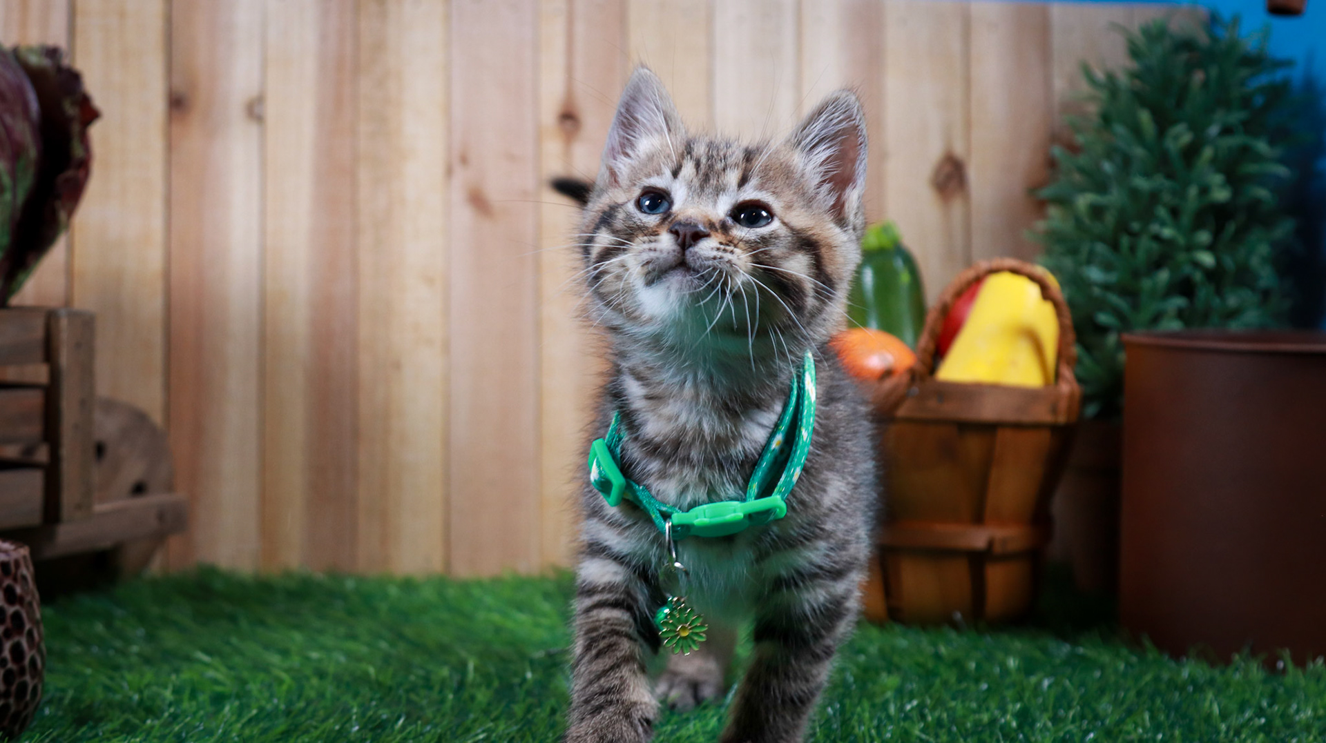 Walter (M-DSH-Tabby)