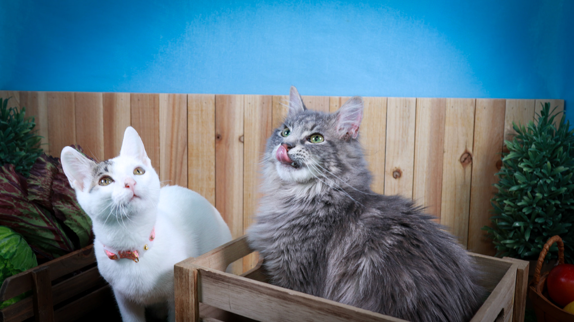 Rini (F-DSH-Tabby/White), Elven (M-DLH-Gray/Tabby)