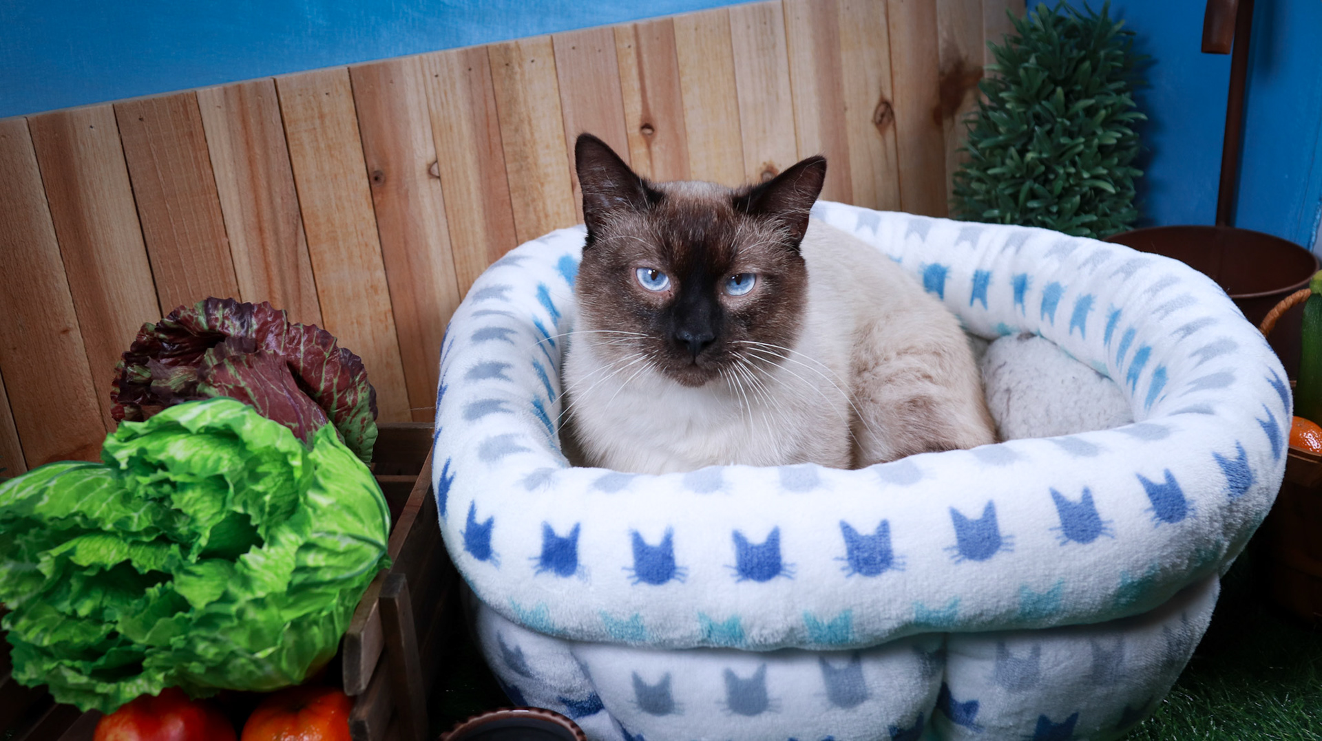 Amir (M-DSH-Siamese)