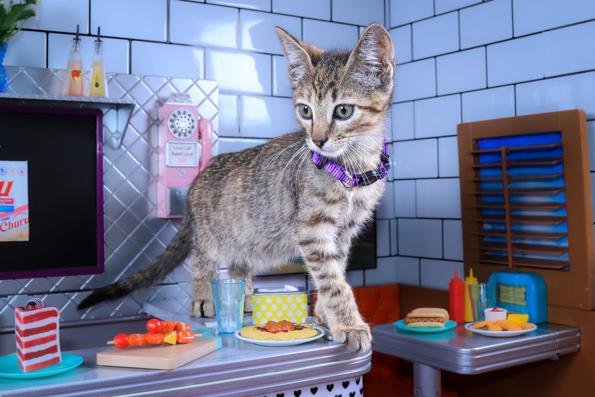 Rae (F-DSH-Tabby)
