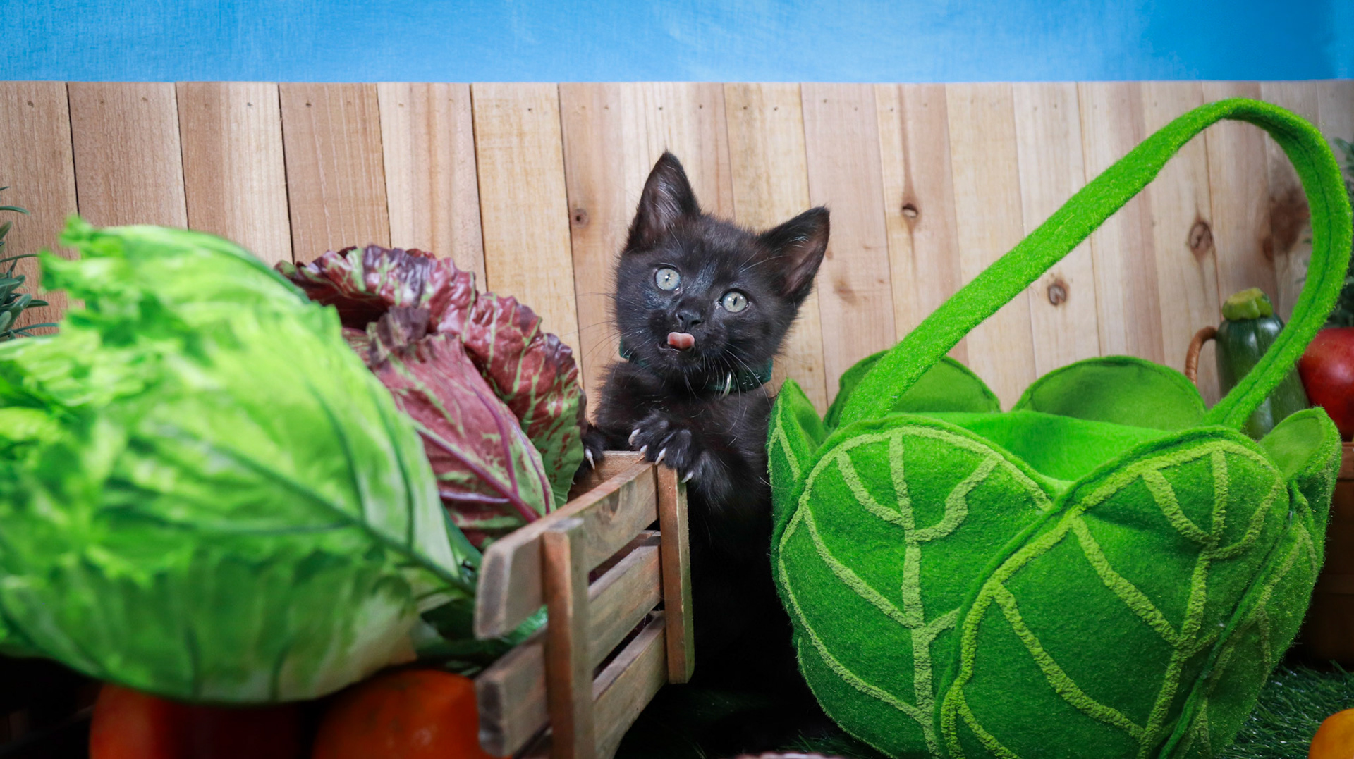 Clover (F-DSH-Black)