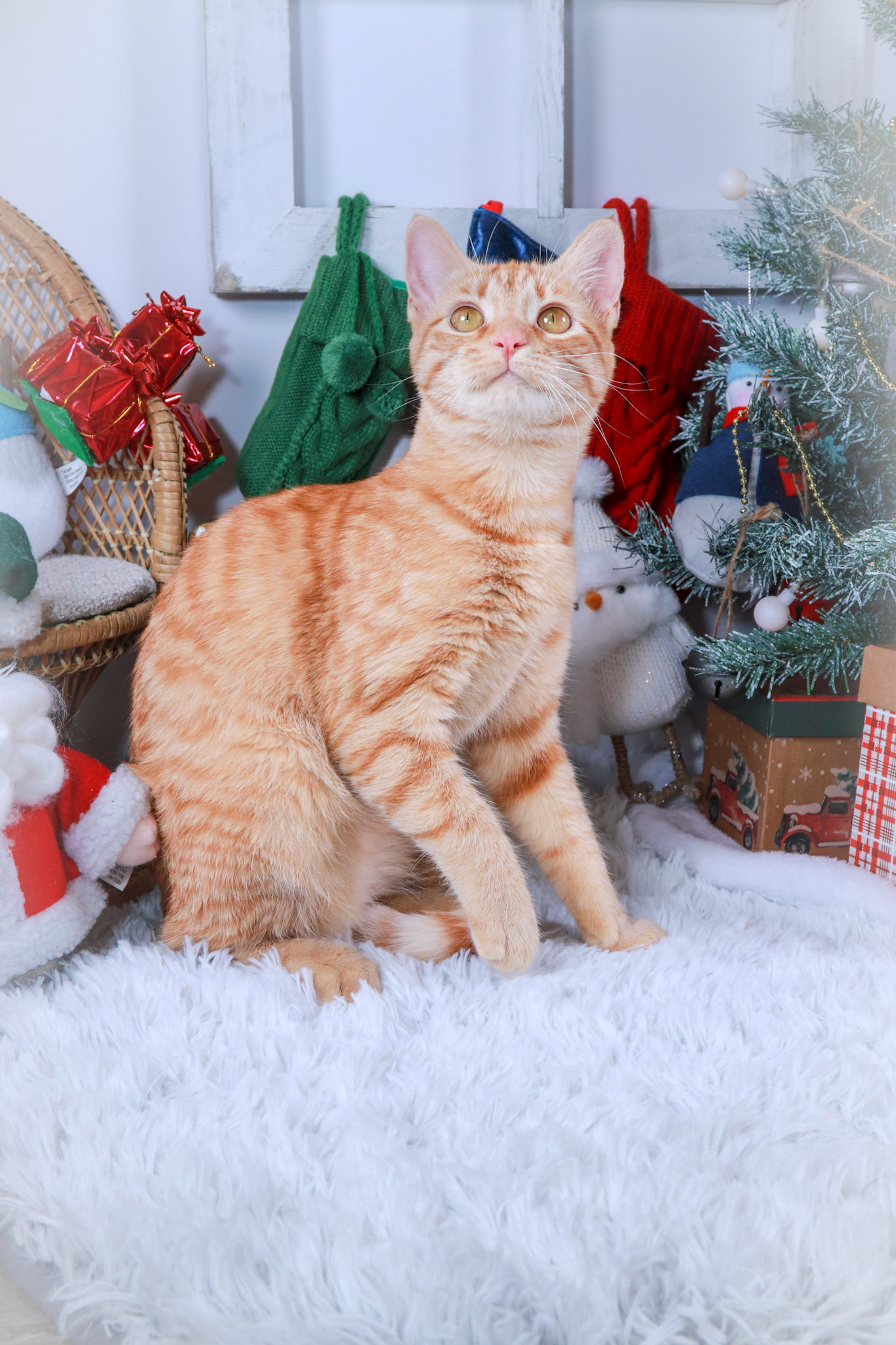 Barbie (F-DSH-Ginger)