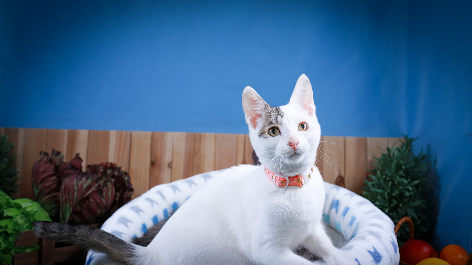 Rini (F-DSH-Tabby/White), Elven (M-DLH-Gray/Tabby)