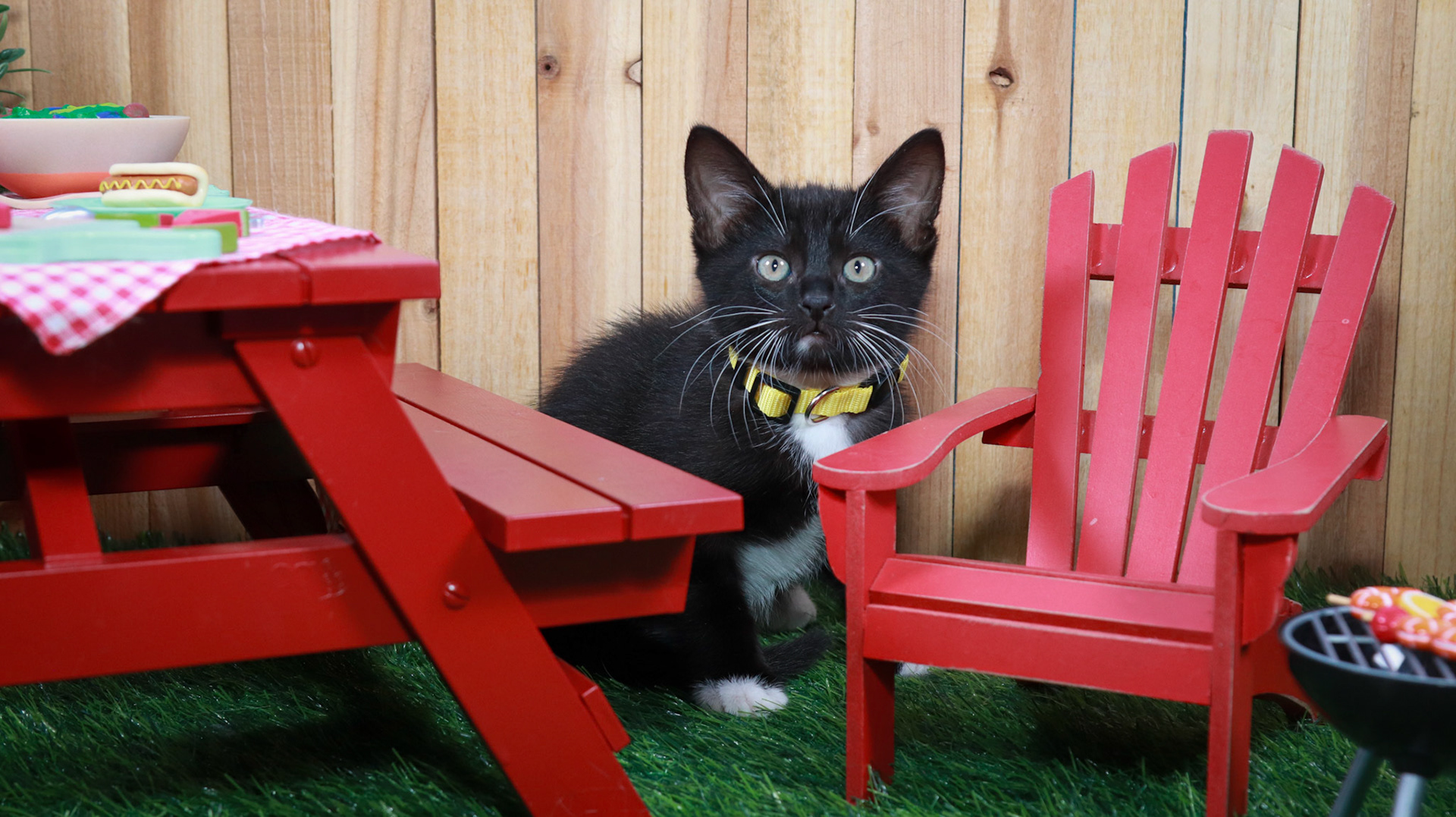 Onyx (F-DSH-Black/White/Tuxie)