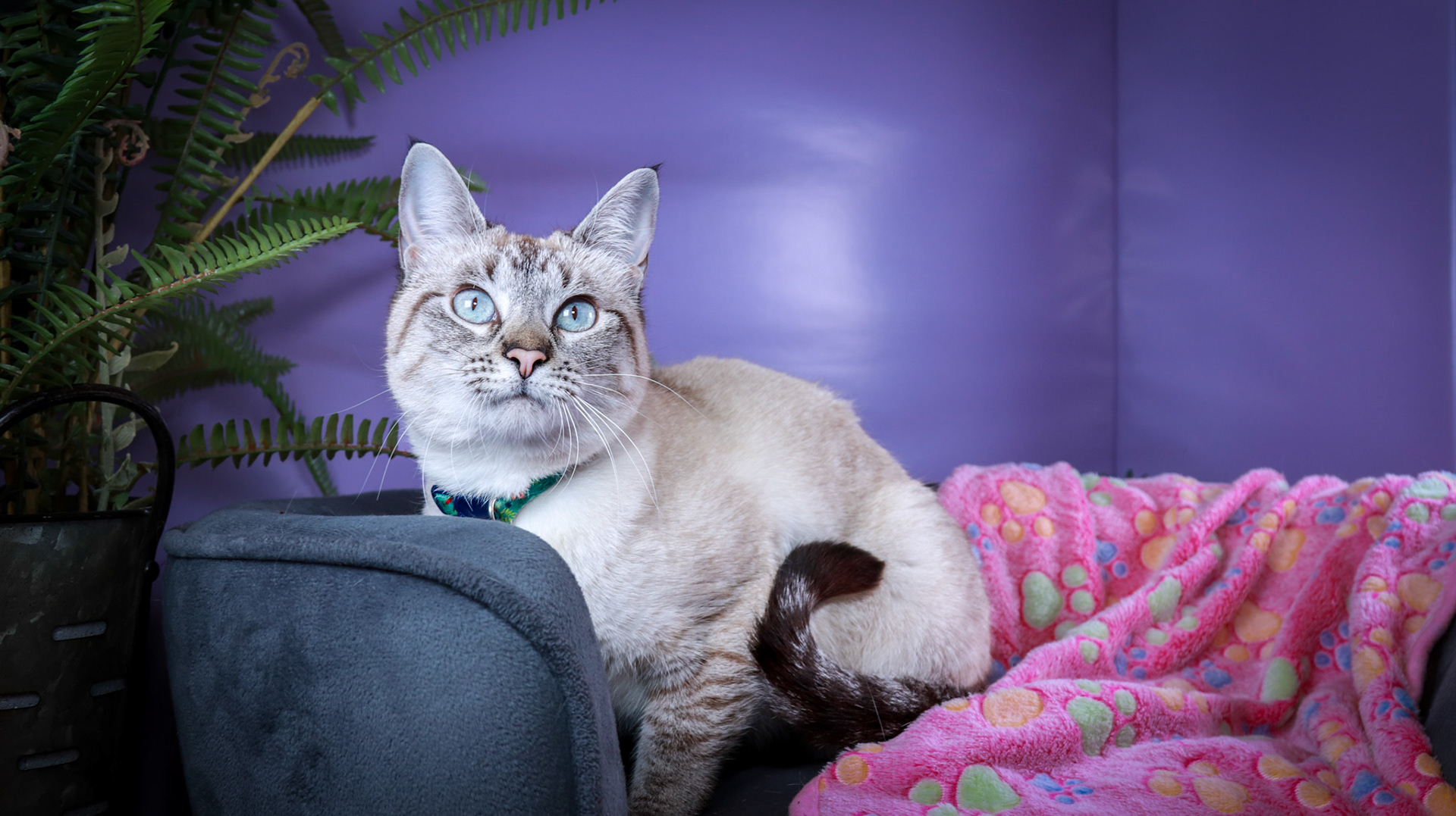 Daisy (F-DSH-Lynx Point Siamese)
