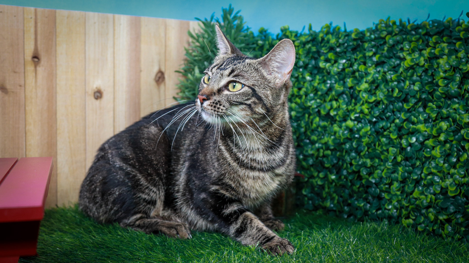 Maple (F-DSH-Tabby)