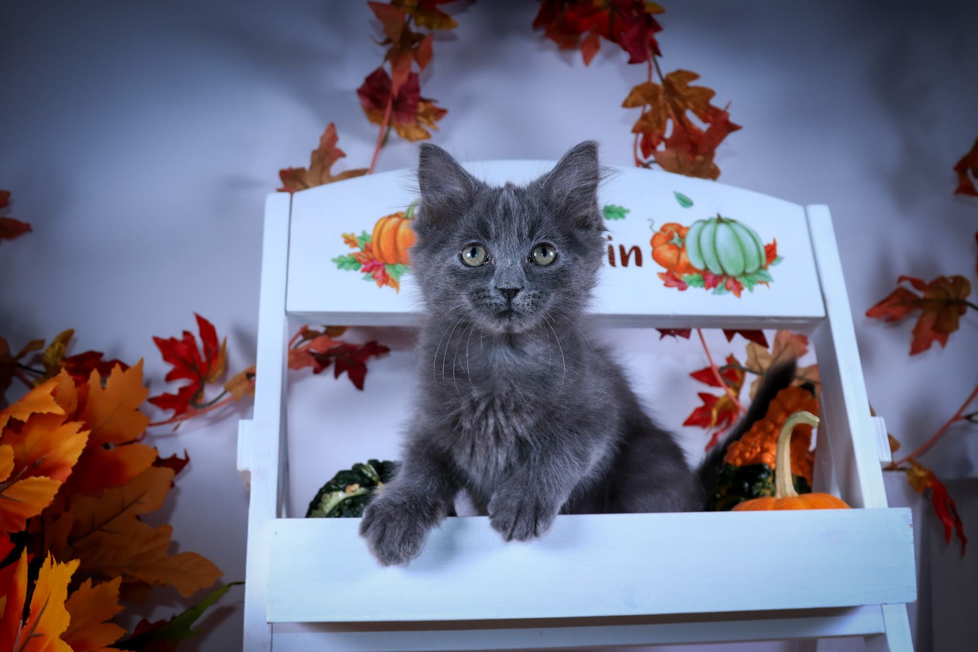 Pepper (M-DLH-Russian Blue)