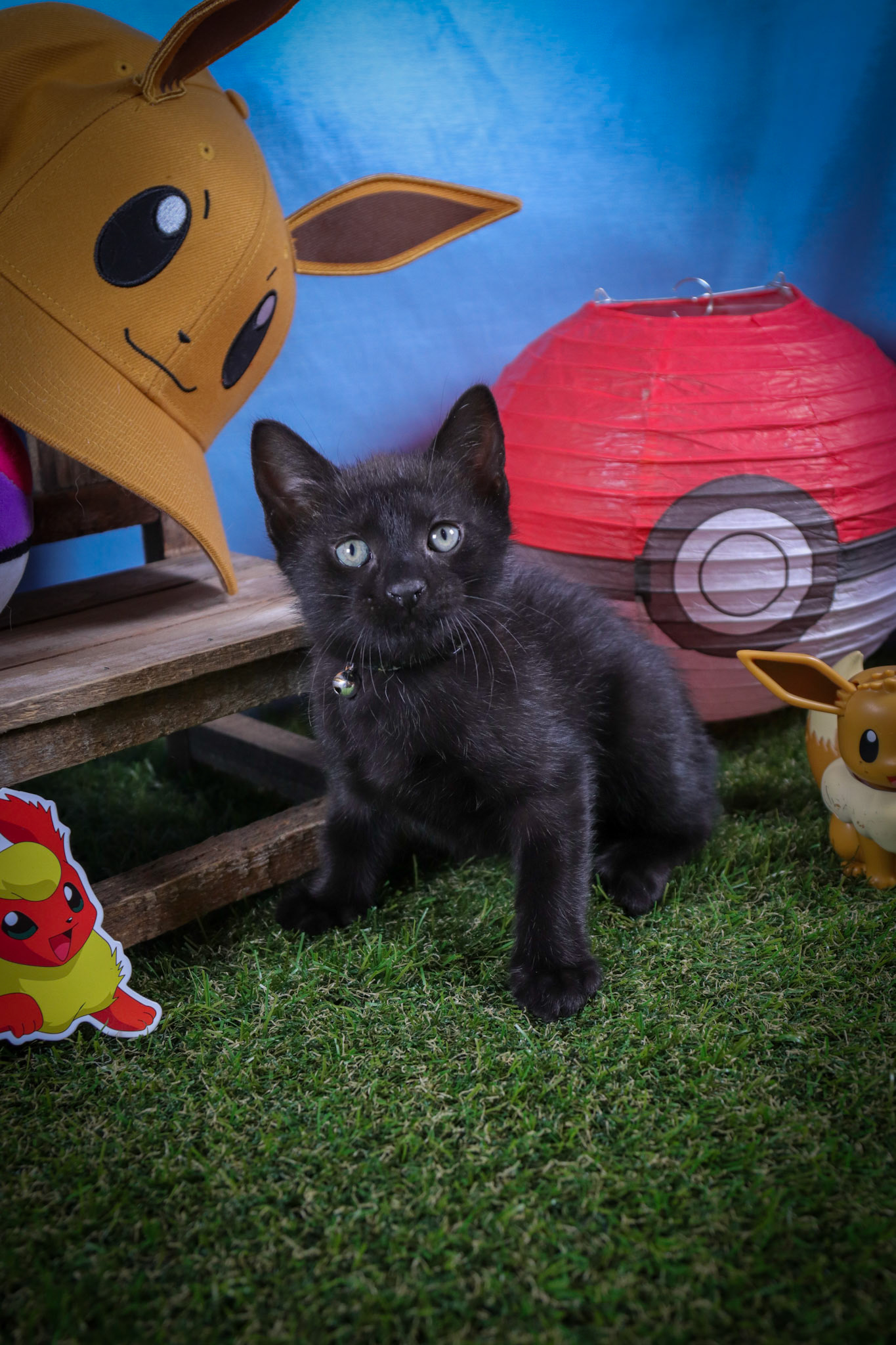 Flareon (M-DSH-Black)