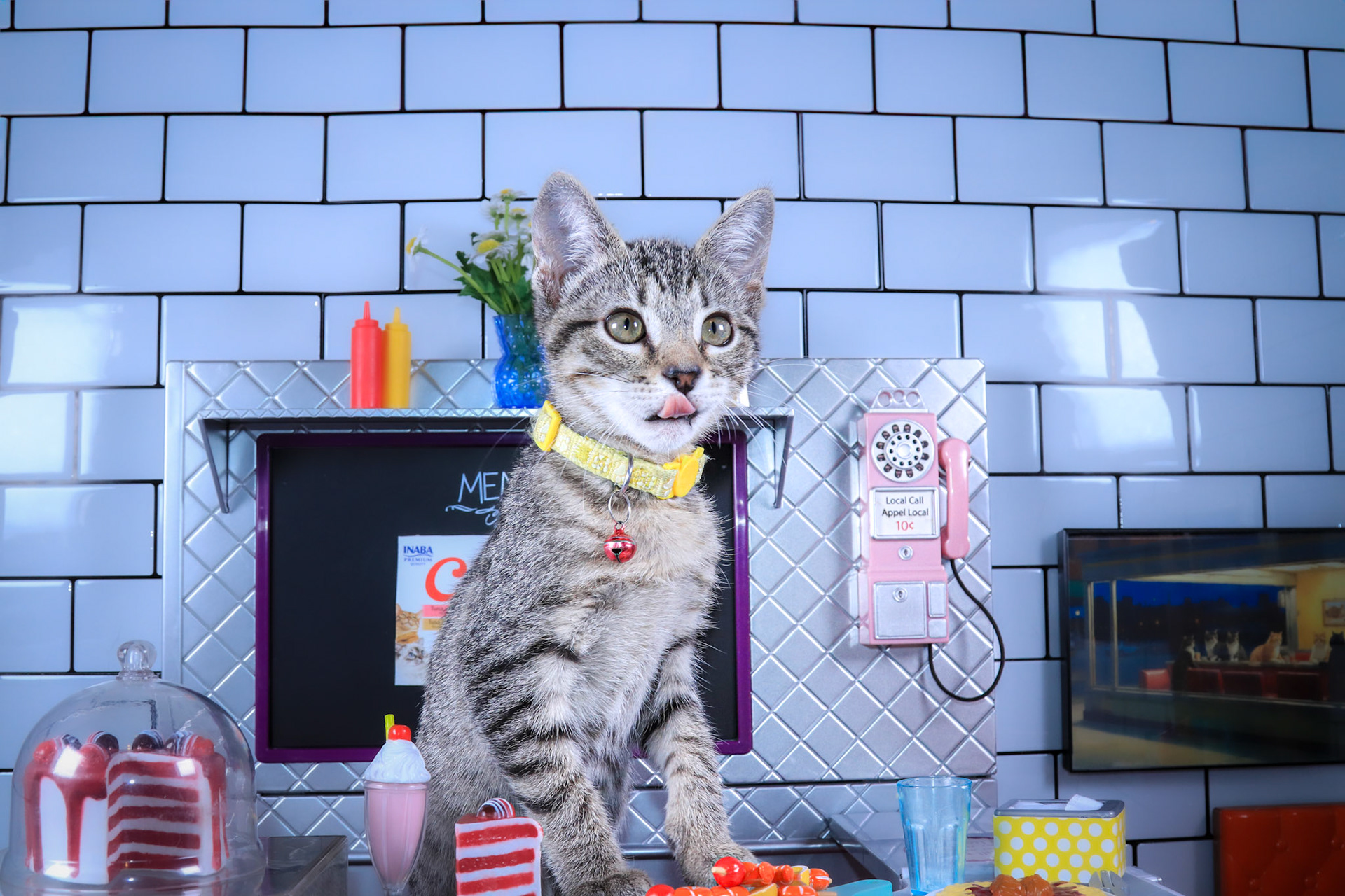 Alice (F-DSH-Tabby)