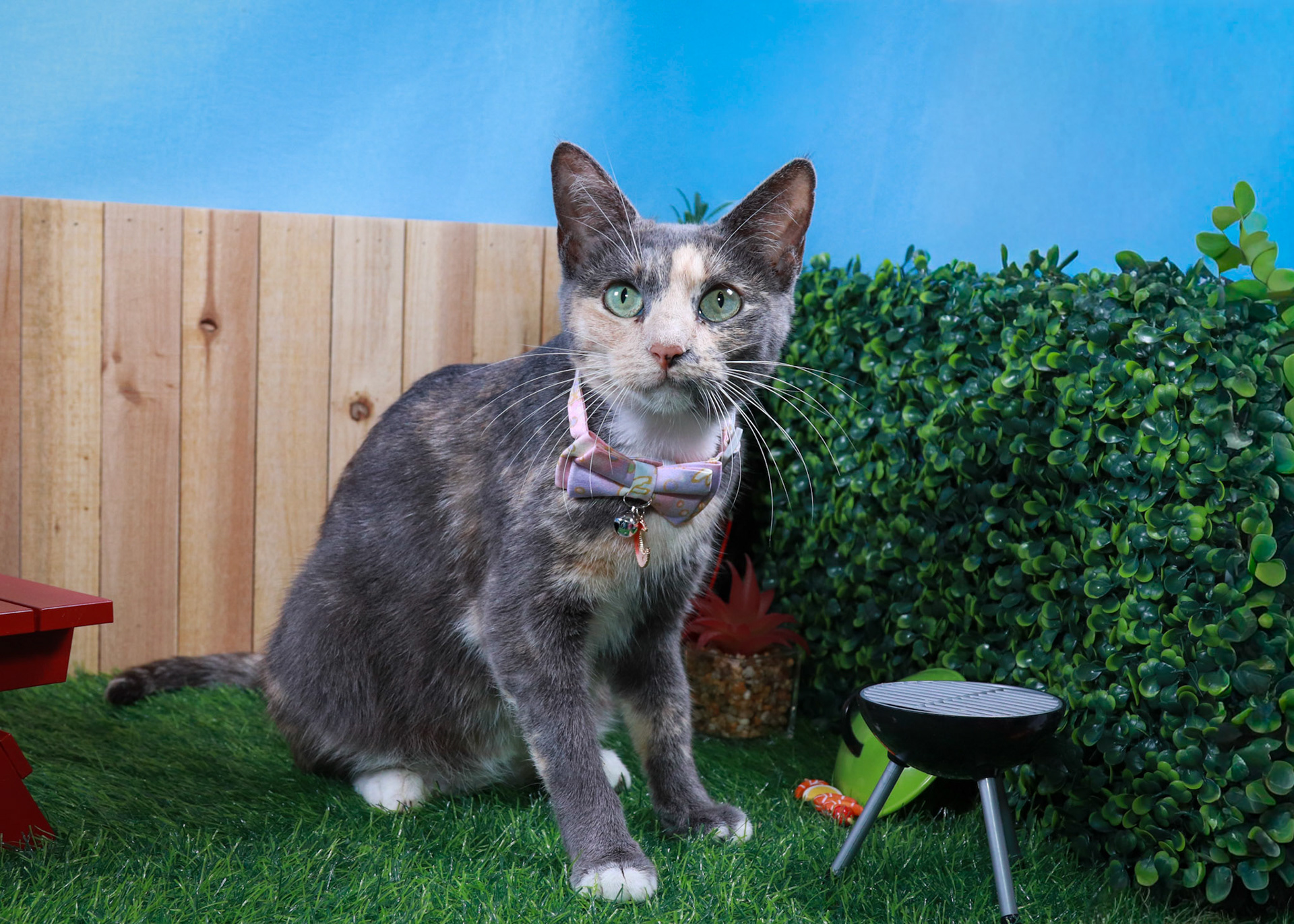 Opal (F-DSH-Dilute/Calico)