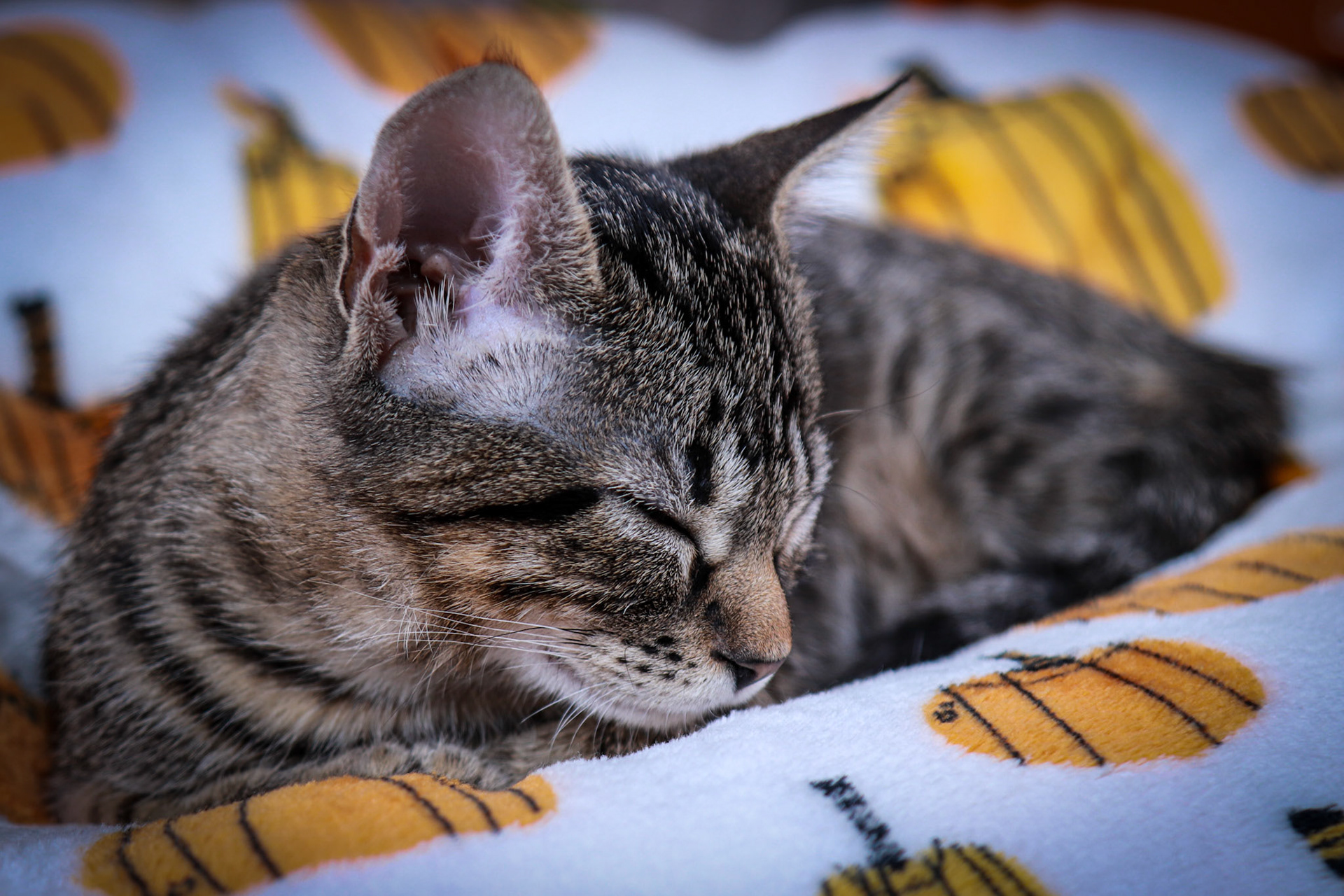 Newo (M-DSH-Tabby)