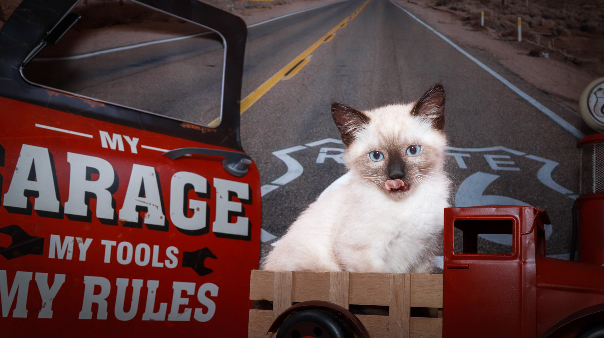 Bolt (M-DSH-Seal Point Siamese)