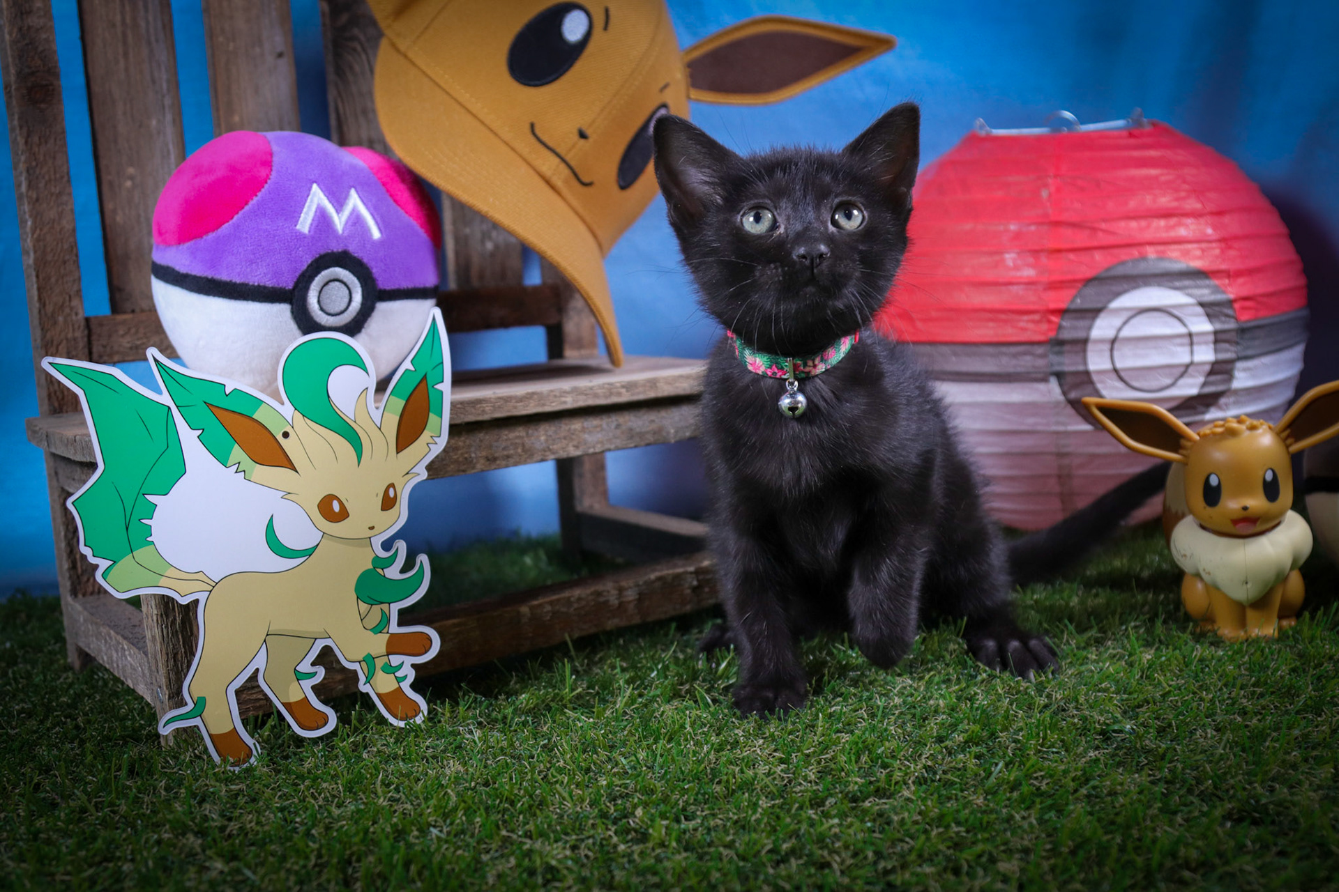 Leafeon (F-DSH-Black)