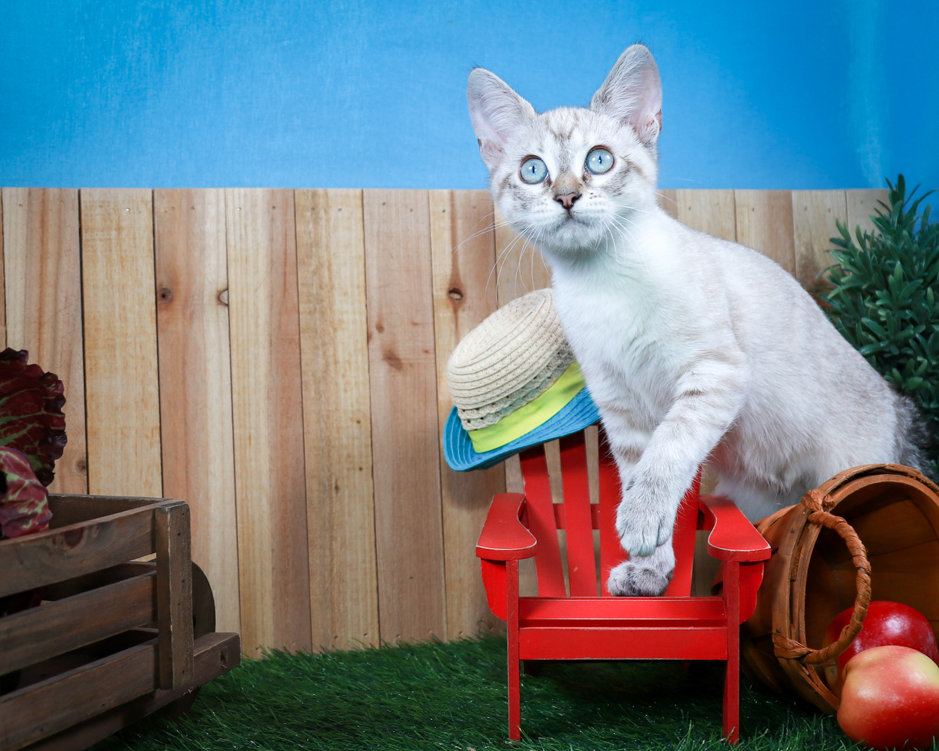 Daisey May (F-DSH-Lynx Point Siamese)