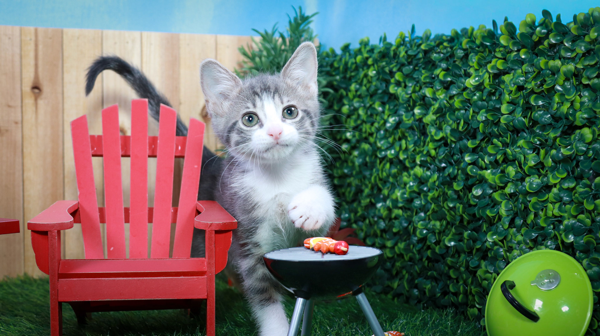 Petunia (F-DSH-Grey/Tabby/White)