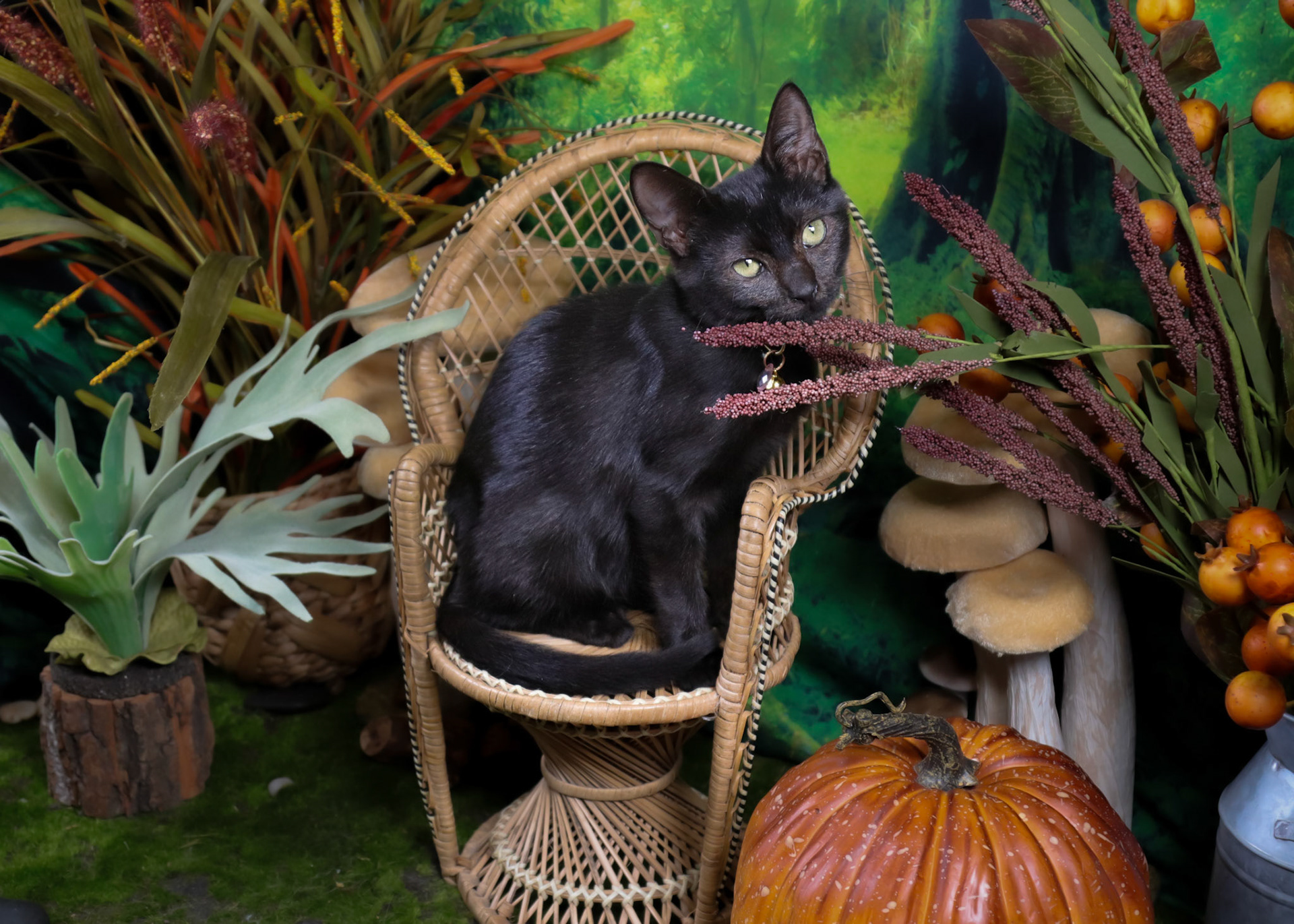 Serpentine (F-DSH-Black)