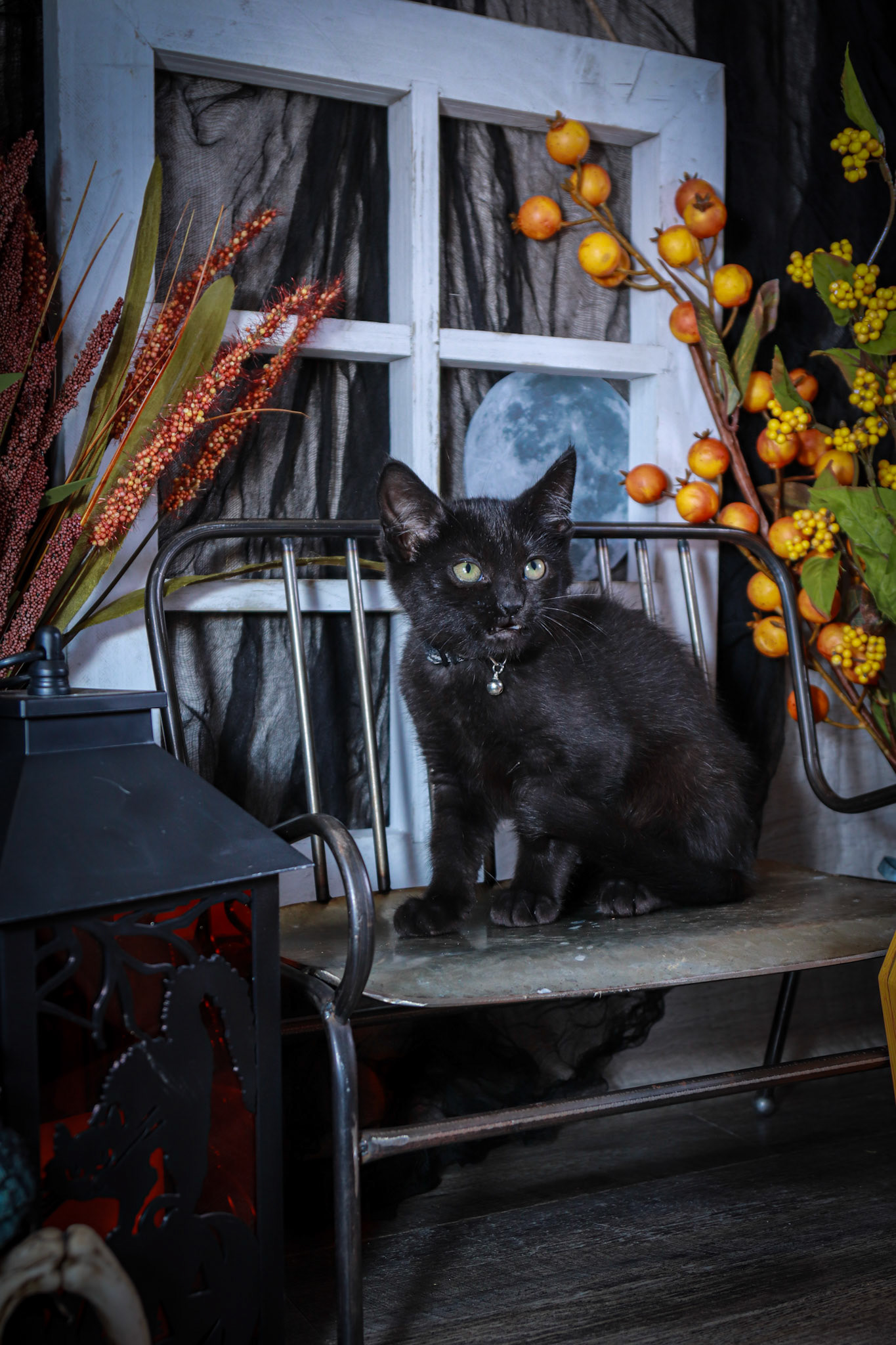 Gus Gus (M-DMH-Black)
