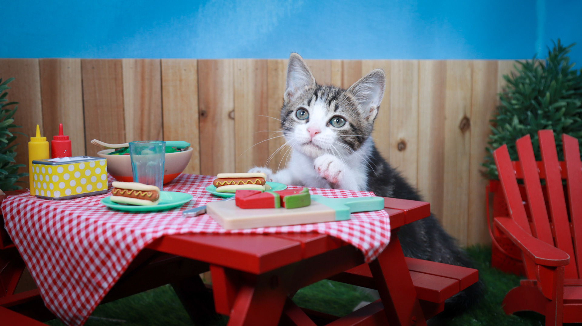 Zinnia (F-DSH-Tabby/White)