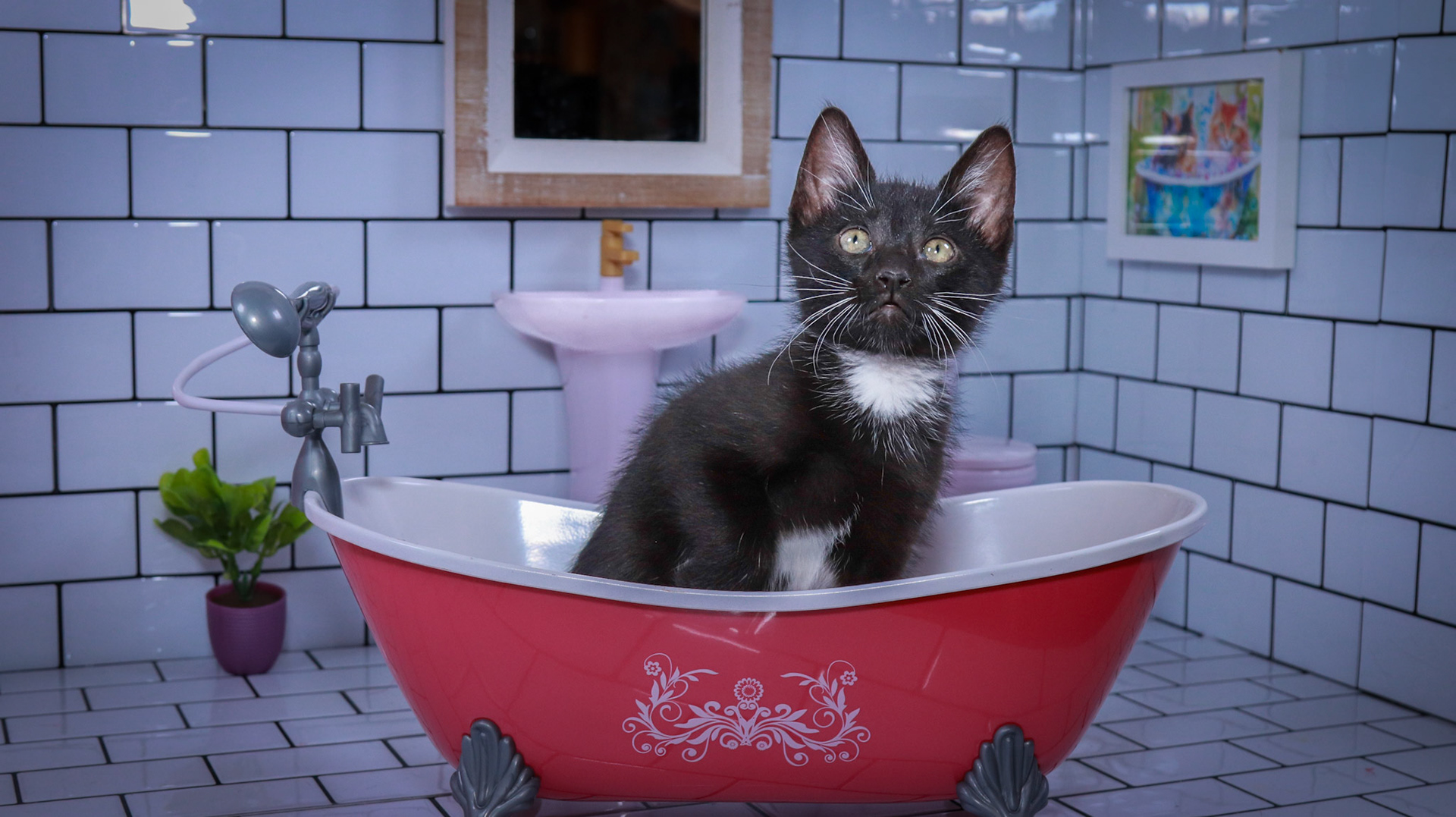 Noodle (M-DSH-Black/White/Tuxie)