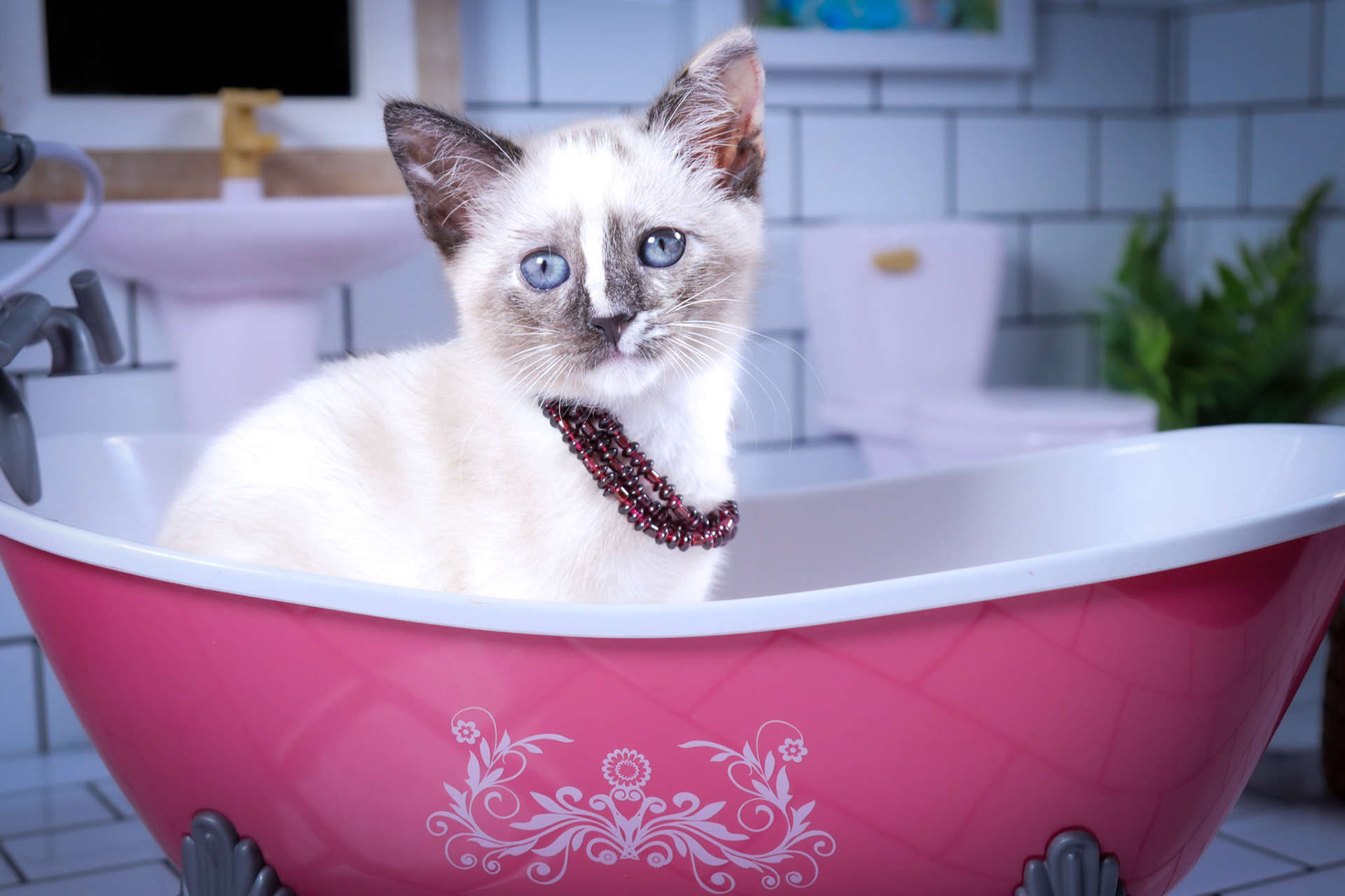 Lana (F-DSH-Tortie Point Siamese)