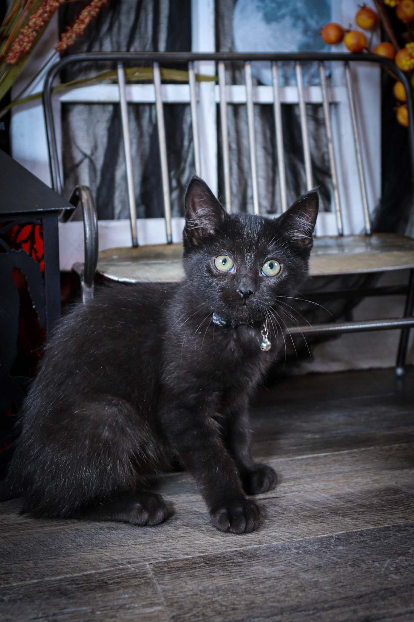 Gus Gus (M-DMH-Black)