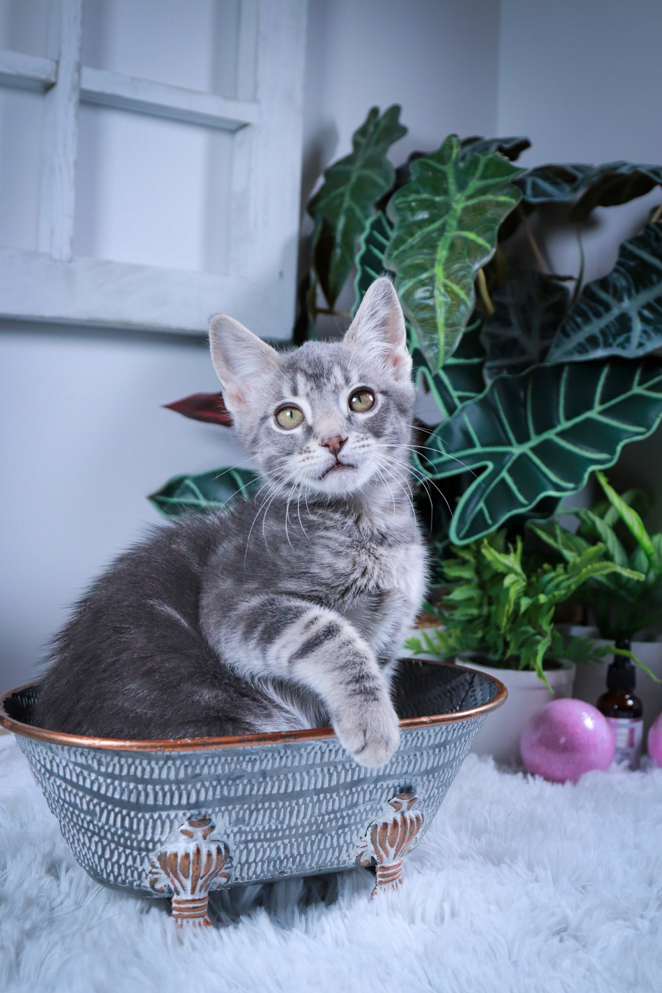 Tobey (M-DSH-Gray/Tabby)