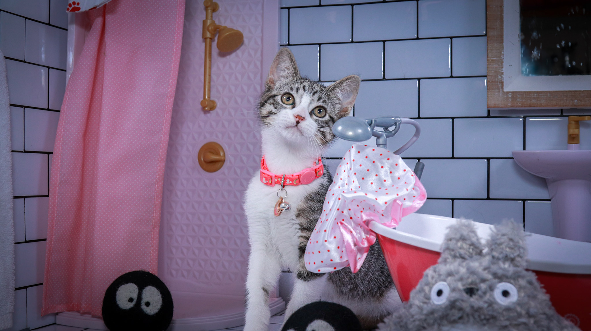 Mei (F-DSH-Tabby/White)