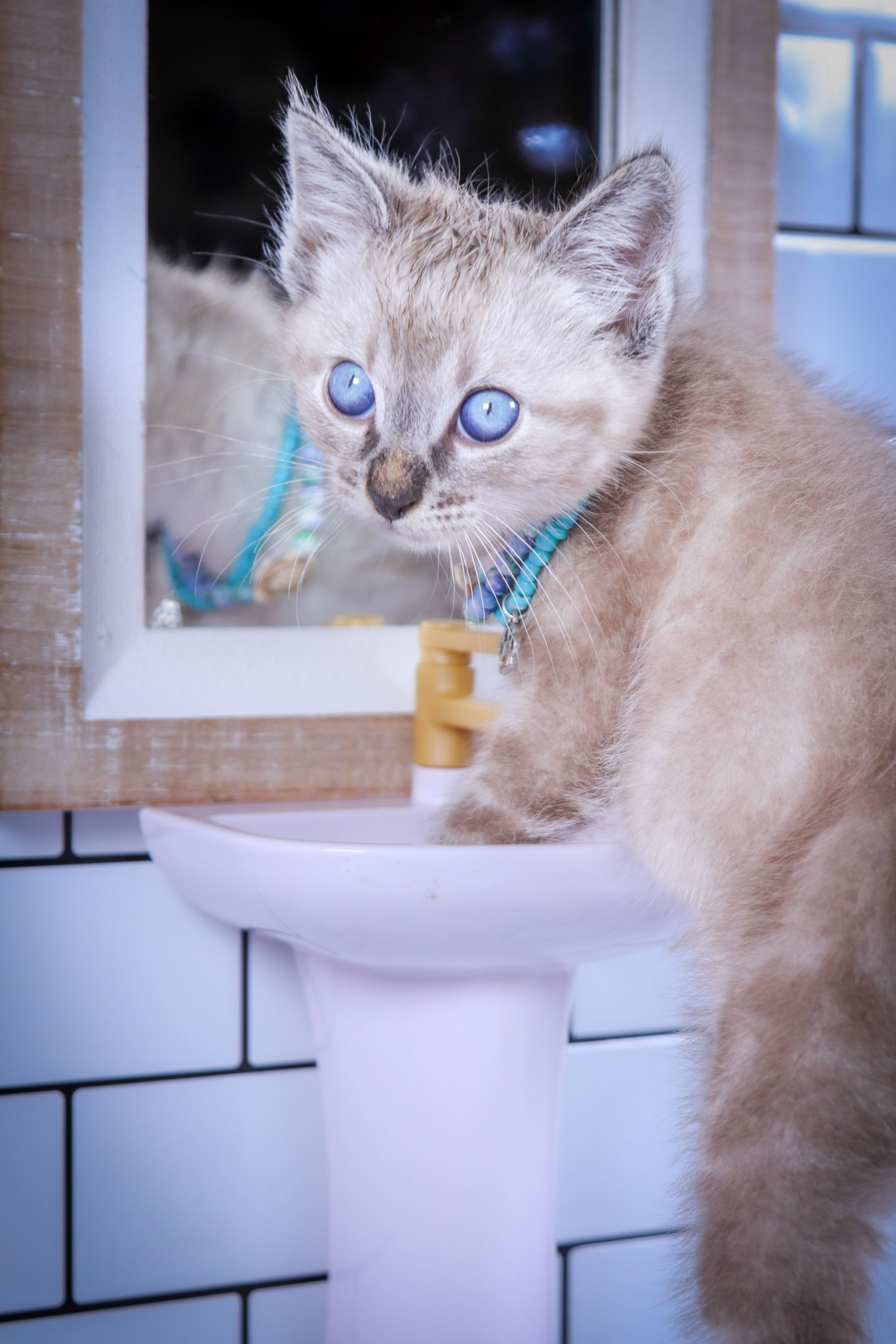 Hazel Nut (M-DSH-Lynxs Point Siamese)