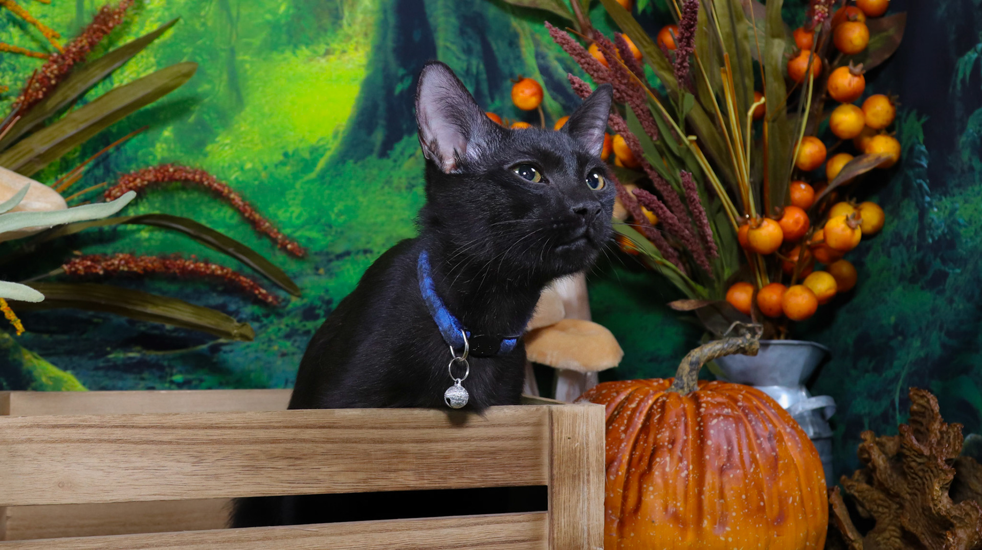 Raven (M-DSH-Black)