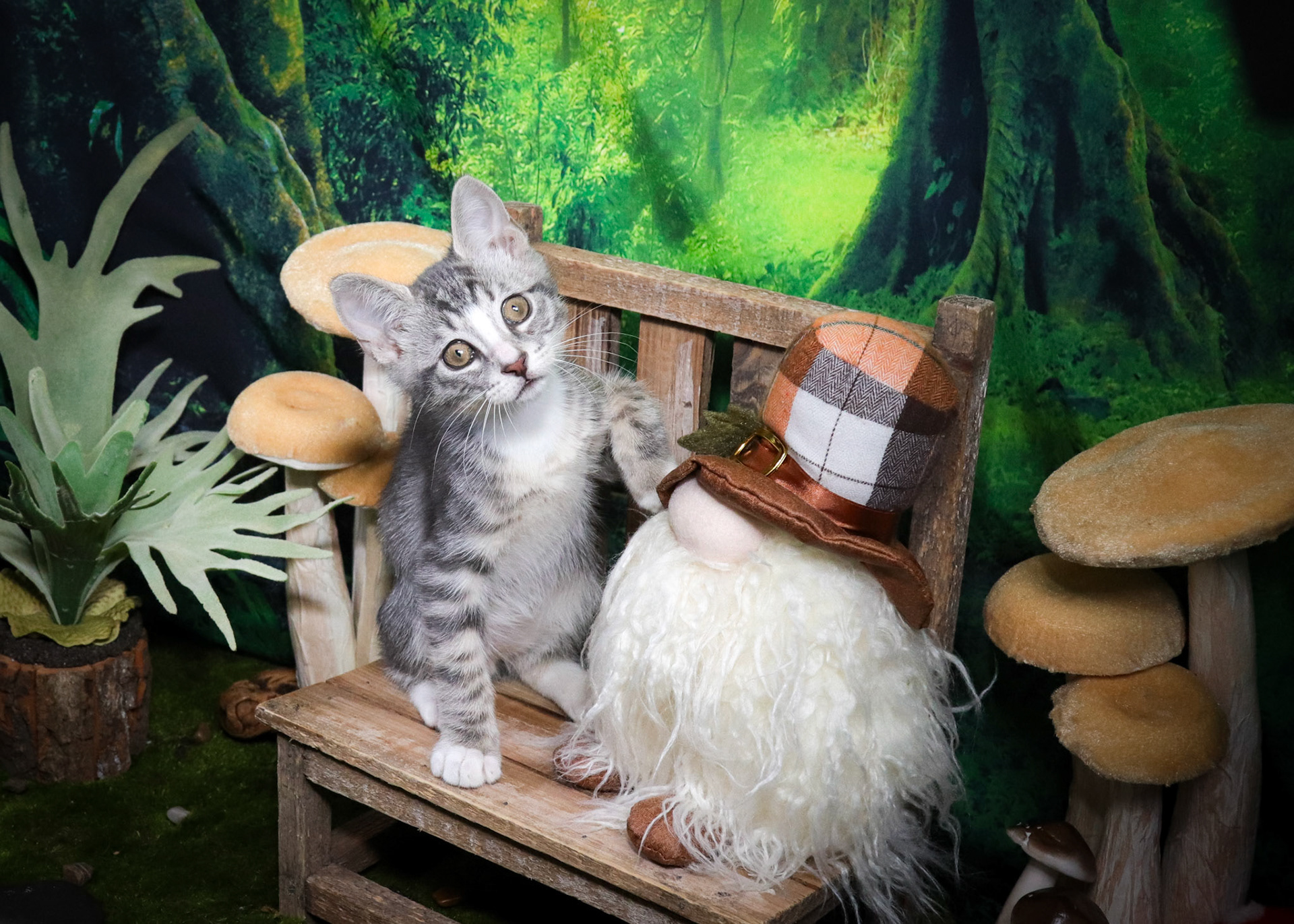 Inigo Montoya (M-DSH-Tabby/White/Tuxie)