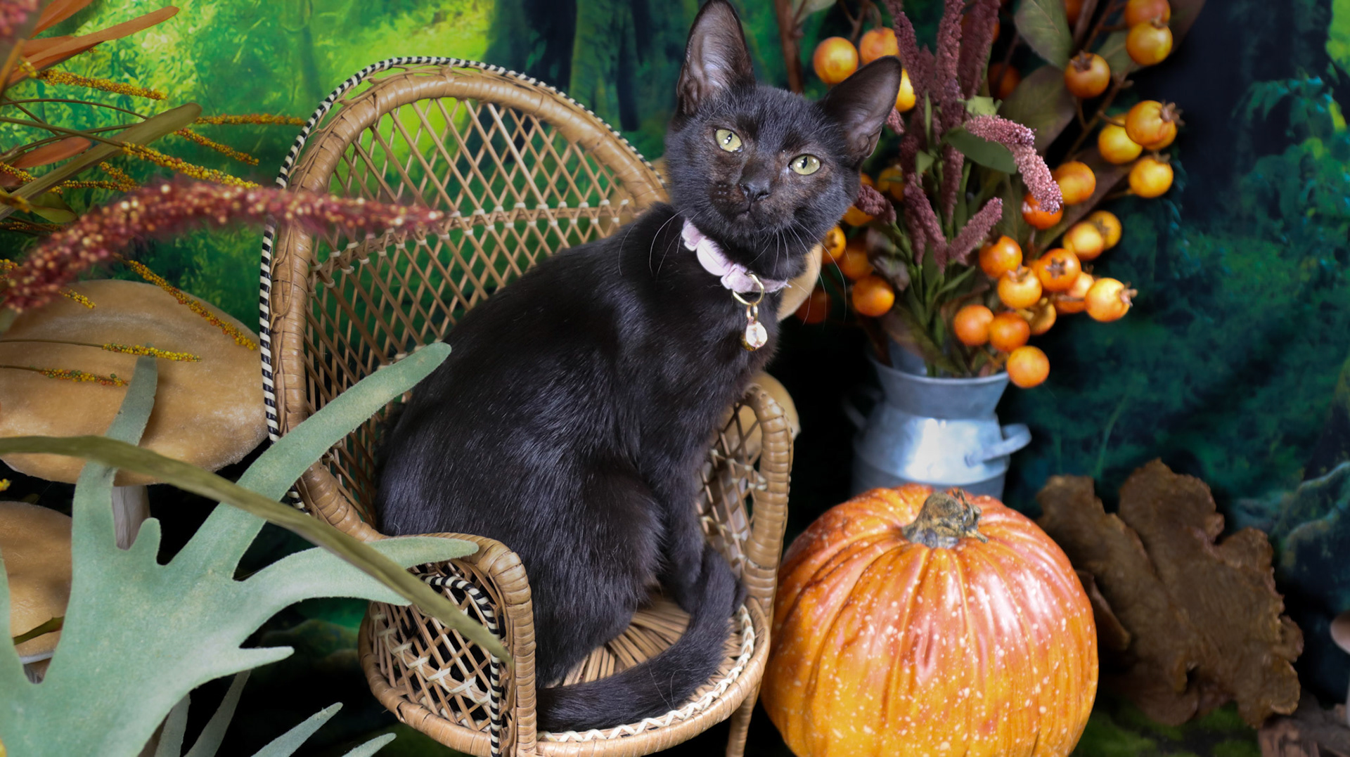 Serpentine (F-DSH-Black)