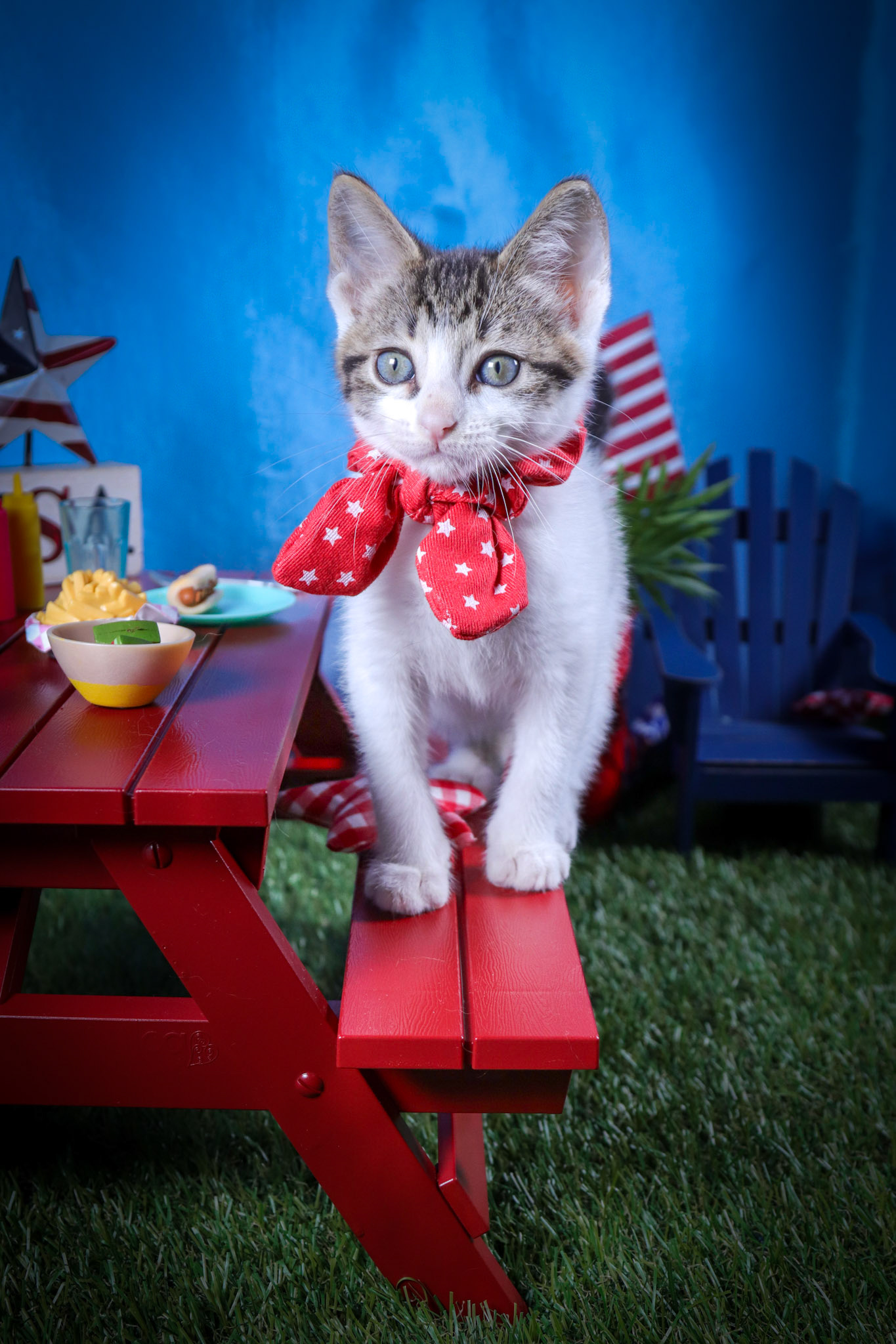 Dot (F-DSH-Tabby/White)